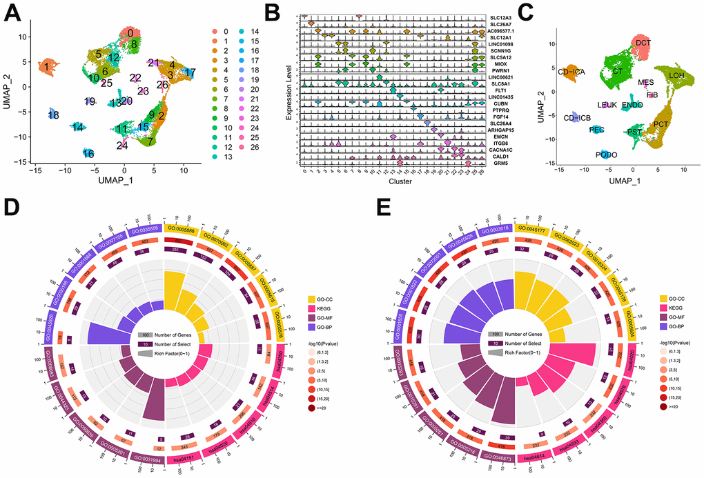 Cell type and the identification of differentially expression genes (DEGs) in the scRNA-seq dataset. (A) The distribution of 27 cell clusters (0-26) in the GSE131882 dataset as determined by the UMAP algorithm. (B) Violin plot showing the expression levels of highly variable gene markers in different cell clusters. (C) Thirteen cell types were identified in the GSE131882 scRNA-seq data. (D) Circle plot of the top 5 GO and KEGG enrichments in the up-regulated DEGs. (E) Circle plot of the top 5 GO and KEGG enrichments in the down-regulated DEGs. Abbreviations: LOH, loop of Henle cell; CD-ICA, collecting duct type A intercalated cell; CT, connecting tubule cell; PEC, parietal epithelial cell; CD-ICB, collecting duct type B intercalated cell; PST, proximal straight tubule cell; DCT, distal convoluted tubule cell; PODO, podocyte cell; ENDO, endothelium cell; PCT, proximal convoluted tubule cell; FIB, fibroblast cell; MES, mesangial cell; LEUK, leukocyte cell; KEGG, the Kyoto Encyclopaedia of Genes and Genomes; GO, gene ontology; UMAP: uniform manifold approximation and projection.