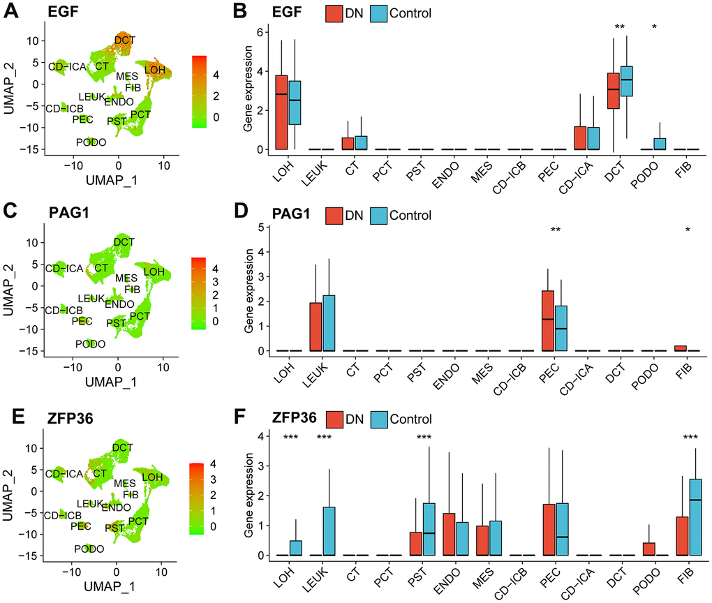 Expression profiles of necroptosis-related biomarkers in the scRNA-seq data. A dimension reduction plot (A) and boxplot (B) showing the profiles of EGF expression in different cell types. The expression levels of PAG1 in scRNA-seq data as shown as a dimension reduction plot (C) and boxplot (D). ZFP36 expression profile in different types of cells in the GSE131882 as shown in a dimension reduction plot (E) and boxplot (F). (Wilcoxon’s test; *p