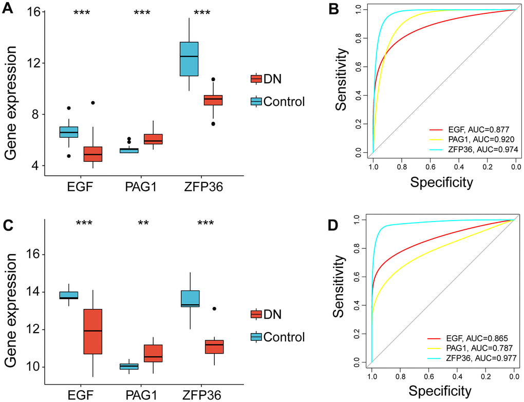 Expression profile of necroptosis-related gene markers in the bulk RNA-seq data (GSE96804) and validation in the test cohort (GSE142025). (A) Violin plot showing the expression levels of genes related to necroptosis in the bulk RNA-seq data. (B) Receiver operating characteristic curves of EGF, PAG1 and ZFP36 in the bulk RNA-seq data. (C) The expression levels of necroptosis-related biomarkers as validated by the external independent dataset and shown as a violin plot. (D) The performance of EGF, PAG1 and ZFP36 in the external independent dataset as determined by receiver operating characteristic curves. (**p