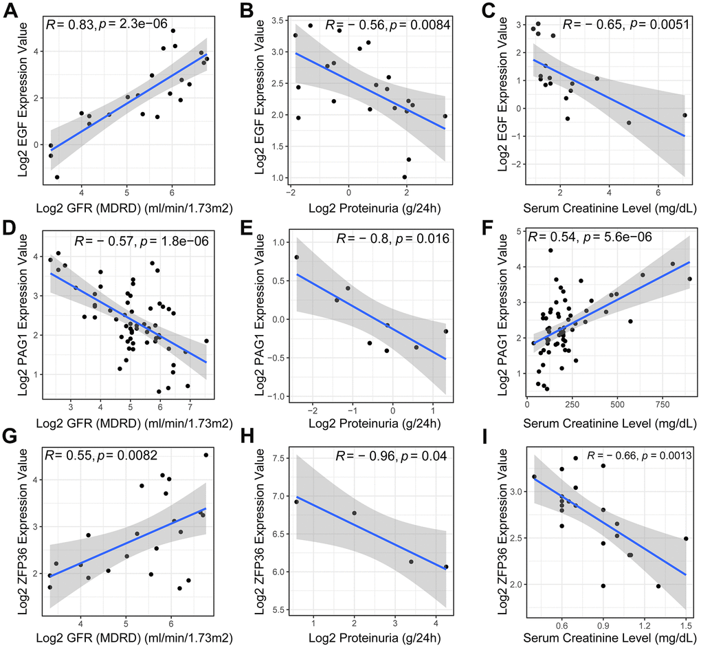 Pearson correlation analysis of necroptosis-related biomarkers and clinical features. The scatter plots revealed a positive correlation between the expression level of the EGF gene (A) in DN patients and the glomerular filtration rate (GFR), while exhibiting a negative correlation with proteinuria (B) and serum creatinine (C). Additionally, the expression level of PAG1 was negatively correlated with GFR (D) and proteinuria (E), but positively correlated with serum creatinine (F). ZFP36, on the other hand, exhibited a positive correlation with GFR (G) but a negative correlation with proteinuria (H) and serum creatinine (I) levels.