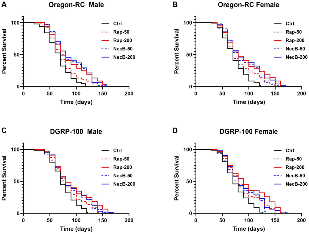 NecB increased the lifespan of Drosophila melanogaster. (A) Oregon-RC males, (B) Oregon-RC females, (C) DGRP-100 males and (D) DGRP-100 females. Ctrl represents standard cornmeal medium; Rap-50 represents cornmeal medium supplemented with Rapamycin at 50 μg/mL; Rap-200 represents cornmeal medium supplemented with Rapamycin at 200 μg/mL; NecB-50 represents cornmeal medium supplemented with NecB at 50 μg/mL; and NecB-200 represents cornmeal medium supplemented with NecB at 200 μg/mL (Supplementary Table 1). For the lifespan assay, the survival rate of 150 flies from each group was monitored with medium change every 2 days. Comparisons were made using log-rank tests. The p values (log-rank tests) for each strain and each sex were as follows. (A) Oregon-RC male flies: Ctrl versus RAP-50 (p = 0.004), RAP-200 (p p p B) Oregon-RC female flies: Ctrl versus Rap-50 (p = 0.0015), Rap-200 (p p p C) DGRP-100 male flies: Ctrl versus RAP-50 (p = 0.0006), Rap-200 (p p p D) DGRP-100 female flies: CTRL versus Rap-50 (p p p p n = 150).