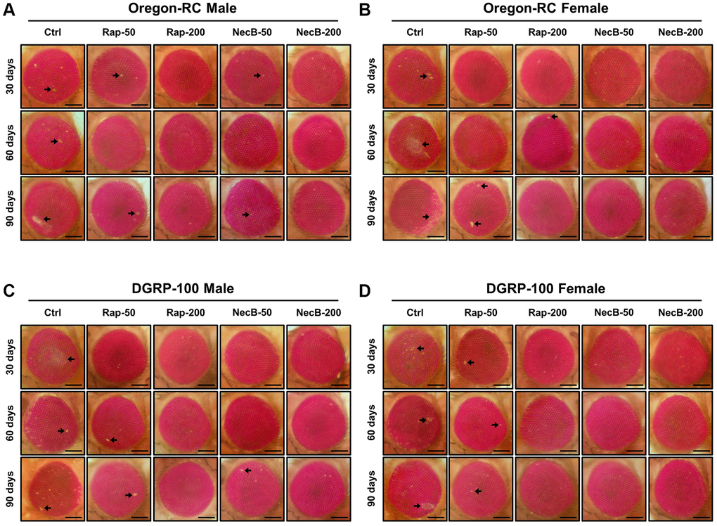 NecB suppressed the developmental eye defects in D. melanogaster. (A) Oregon-RC males, (B) Oregon-RC females, (C) DGRP-100 males and (D) DGRP-100 females. Ctrl represents standard cornmeal medium; Rap-50 represents cornmeal medium supplemented with Rapamycin at 50 μg/mL; Rap-200 represents cornmeal medium supplemented with Rapamycin at 200 μg/mL; NecB-50 represents cornmeal medium supplemented with NecB at 50 μg/mL; and NecB-200 represents cornmeal medium supplemented with NecB at 200 μg/mL (Supplementary Table 1). Light microscopy studies of the Drosophila compound eyes were performed at the 30th, 60th and 90th days post-eclosion, and the eye damages are indicated as arrows.