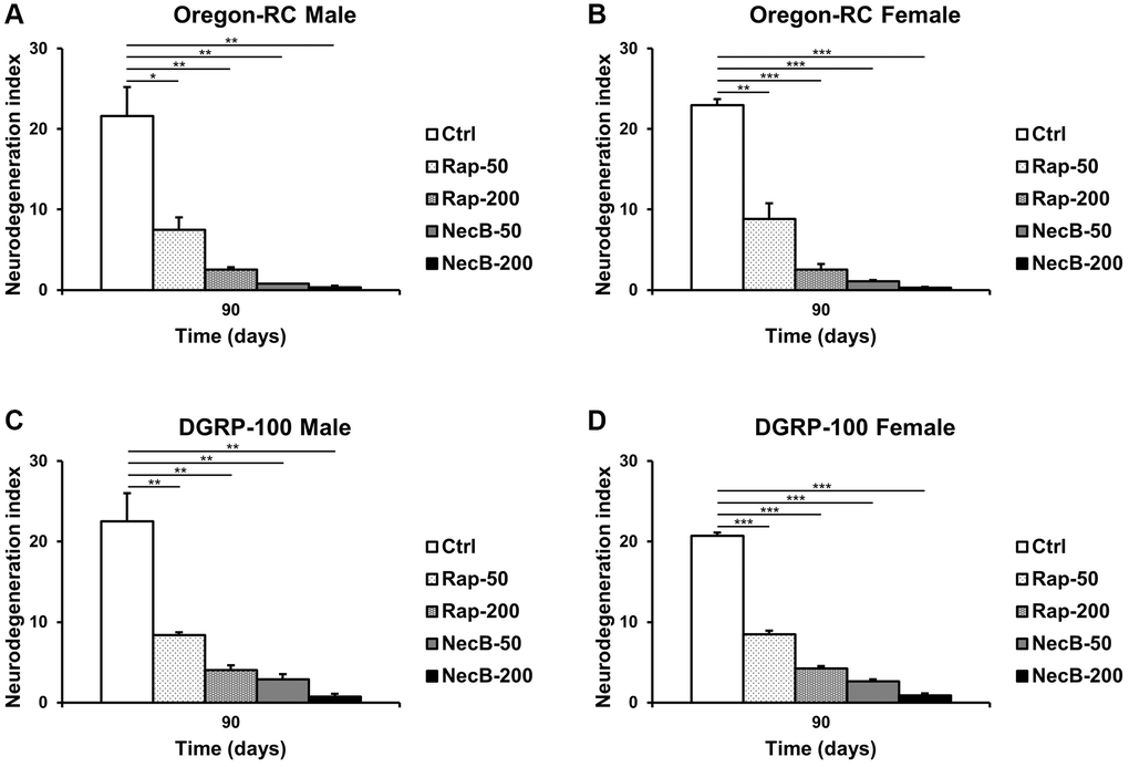 NecB suppressed age-dependent increase in vacuole area in D. melanogaster’s brain. (A) Oregon-RC males, (B) Oregon-RC females, (C) DGRP-100 males and (D) DGRP-100 females. Ctrl represents standard cornmeal medium; Rap-50 represents cornmeal medium supplemented with Rapamycin at 50 μg/mL; Rap-200 represents cornmeal medium supplemented with Rapamycin at 200 μg/mL; NecB-50 represents cornmeal medium supplemented with NecB at 50 μg/mL; and NecB-200 represents cornmeal medium supplemented with NecB at 200 μg/mL (Supplementary Table 1). The quantification of the neurodegeneration and vacuolar lesions based on the histological analysis of the Drosophila brains were observed at the 90th days post-eclosion. The data are from three independent experiments, and values are shown as mean ± s.e.m. Statistical significance was analyzed with an unpaired Student’s t-test and indicated as *p **p ***p n = 30).