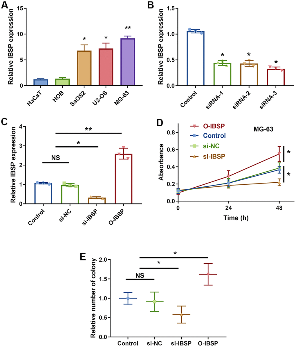 IBSP knockdown inhibits cell proliferation. (A) The IBSP expression in normal cell lines including HaCaT and HOB, and osteosarcoma cells including SaOS2, U2-OS, and MG-63. (B) The knockdown efficiency. (C) The overexpression efficiency. (D) The CCK-8 assay showing cell proliferation. (E) The colony formation assay showing cell proliferation. Abbreviation: NS: no significance. *P **P 