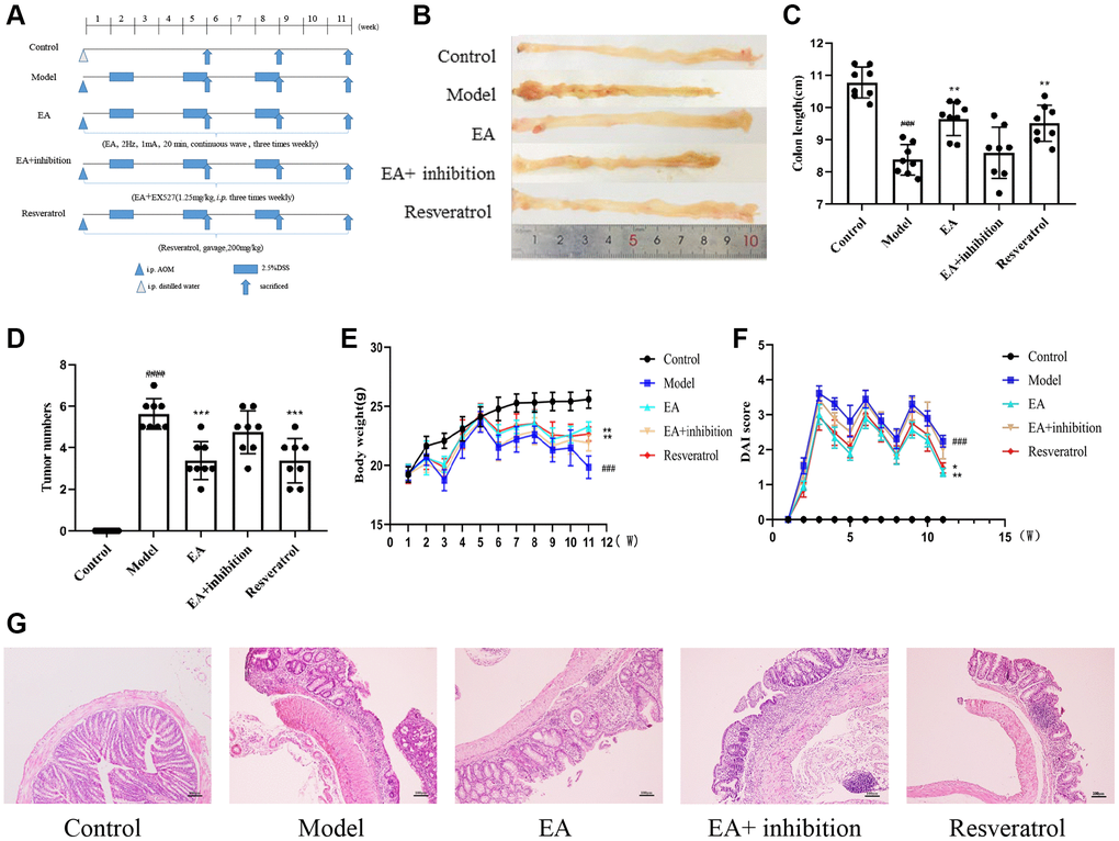 EA and RSV ameliorated the AOM/DSS-induced CRC in mice. (A) Experimental procedures. (B) Representative macroscopic images of colon tumor and colon measurements. (C) Colon length in each group. (D) Number of tumors in each group. (E) Changes in bodyweight and (F) DAI score. The notation "(W)" stands for "weeks”. (G) Representative HE staining of colorectal tissues (100× magnification). Data are expressed as mean ± SD (n = 8). ###p *p **p ***p 