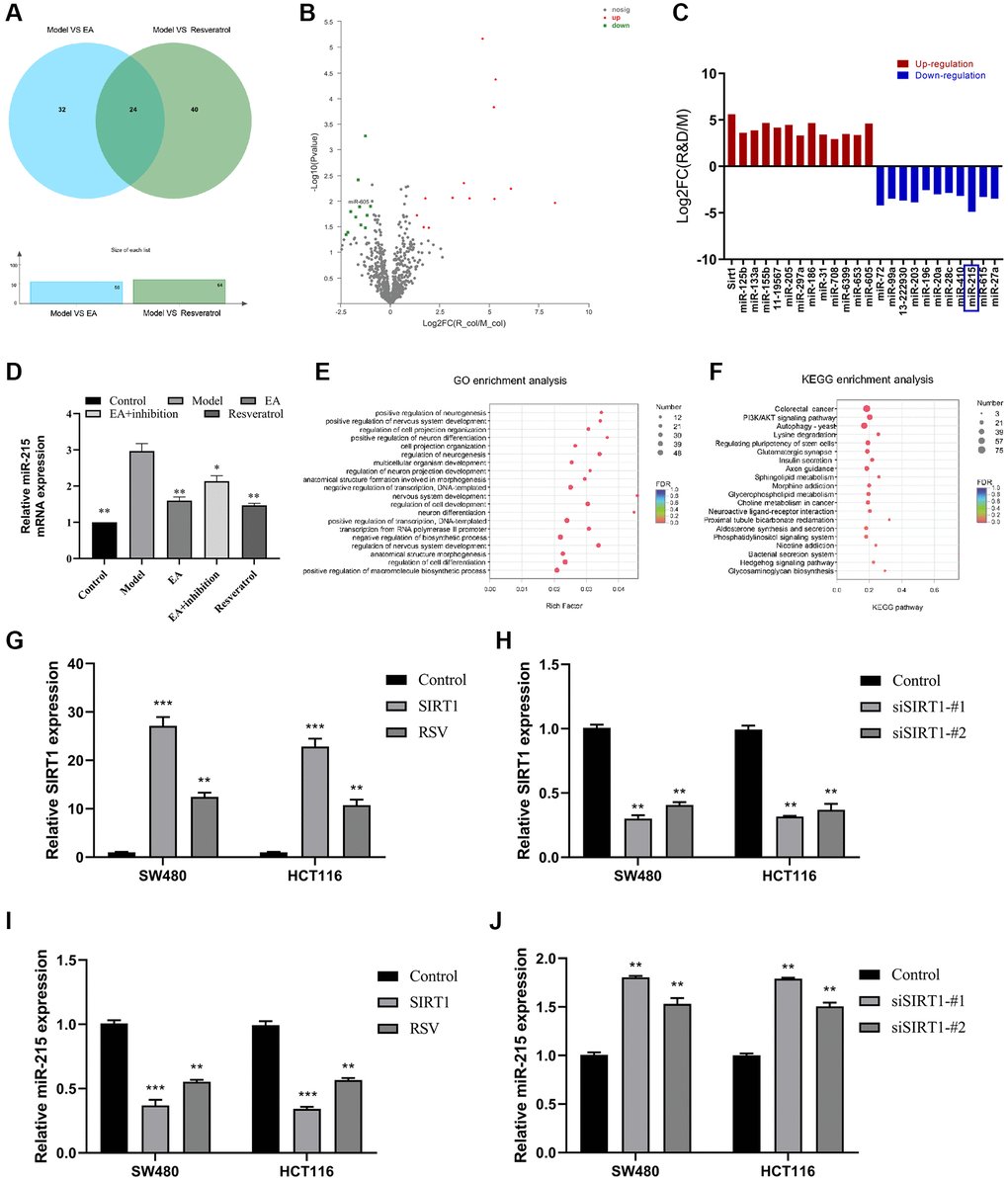 SIRT1 represses miR-215 expression. (A) Venn diagram showing miRNAs co-regulated by Model vs. EA and Model vs. resveratrol; (B) Volcano plots showing differentially expressed miRNAs (Red: high expression; green: low expression). (C) Differential gene expression. (D) Relative expression level of miR-215 in the mice colorectal tissue by RT-qPCR detection. (E) GO enrichment assessment. (F) KEGG enrichment assessment. (G) mRNA expression of SIRT1 after overexpression of SIRT1 in SW480 and HCT116. (H) mRNA expression of SIRT1 after inhibition of SIRT1 in SW480 and HCT116. (I) mRNA expression of miR-215 after overexpression of SIRT1 in SW480 and HCT116. (J) mRNA expression of miR-215 after inhibition of SIRT1 in SW480 and HCT116. Three mice were analyzed in each group. Data indicate mean ± SD from three independent experiments. *p **p ***p 