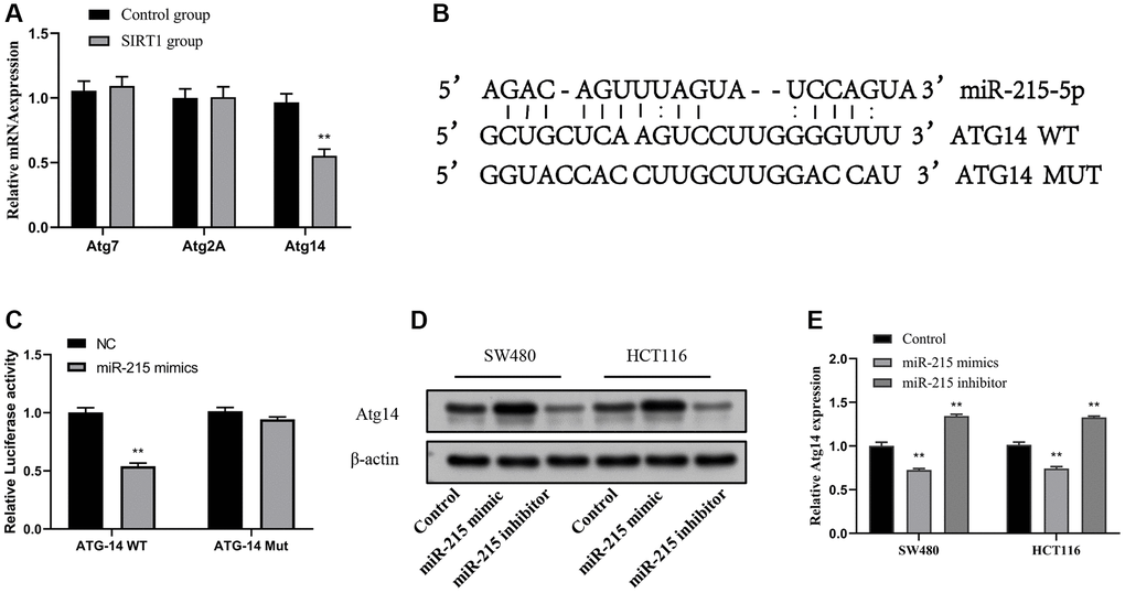 Atg14 is a direct target of miR-215. (A) RT-qPCR analysis of Atg gene expression after SIRT1 overexpression. (B) Schematic illustration of the predicted miR-215-5p docking sequences for Atg14. (C) The luciferase reporter activity of Luc-ATG14-WT/MUT was detected by dual luciferase reporter assay. (D, E) Transfection of mimic-miR-215-5p or inhibitor-miR-215-5p in SW480 and HCT116 cells to evaluate Atg14 proteins (D) and mRNA (E) levels. Data are presented as mean ± SD from three independent experiments. *p **p ***p 