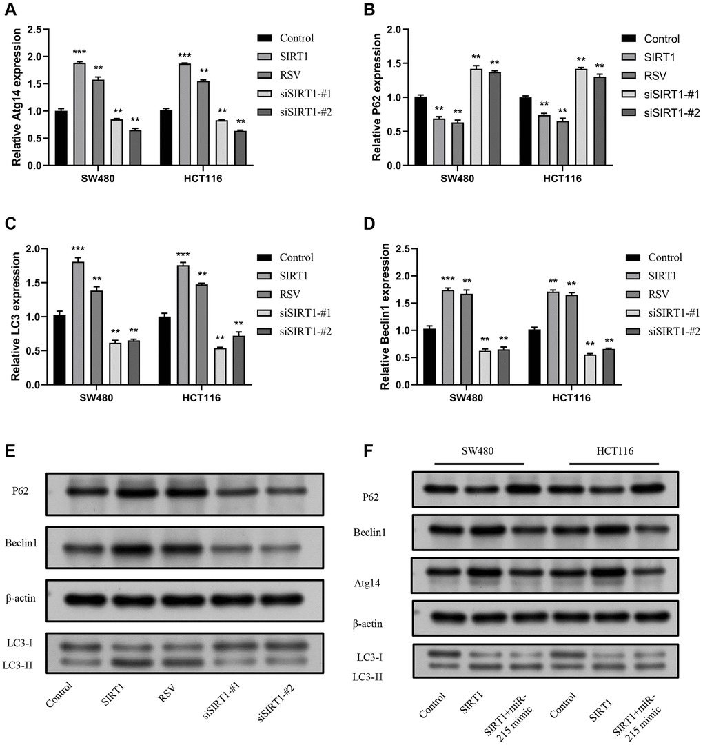 SIRT1 promotes autophagy via the miR-215/Atg14 axis. (A) Detection of the expression level of Atg14 mRNA following overexpression of SW480 and HCT116 and inhibition of SIRT1. (B–D) Detection of the expression level of autophagy-related molecules mRNA following overexpression of SW480 and HCT116 and inhibition of SIRT1. (E) Detection of the expression level of autophagy-related molecular proteins following overexpression and inhibition of SIRT1 in SW480 and HCT116. (F) Detection of the expression of Atg14 and other autophagy-related molecules following overexpression of SIRT1, and insertion of miR-215 mimics in SW480 and HCT116. Three mice were analyzed in each group. Data are presented as mean ± SD from three independent experiments. *p **p ***p 