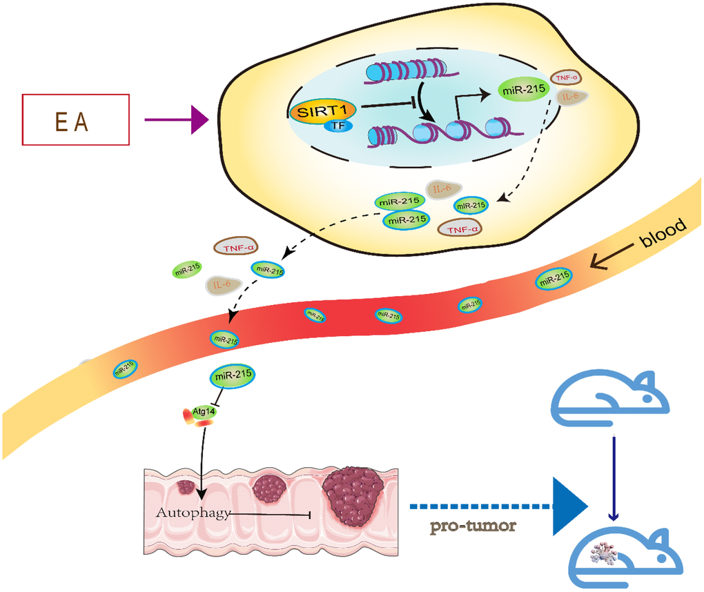 A schematic model illustrating the protective effect of EA on CRC via the SIRT1/miR-215/Atg14 axis.