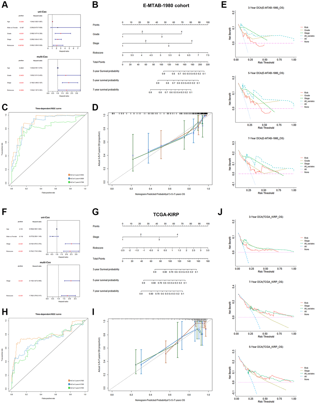 Clinical model construction based on PRPCDGs risk signature in E-MTAB-1980 and TCGA-KIRP datasets. (A–E) Uni- and multi-Cox regression analyses based on the OS; a nomogram model on patients’ 3-/5-/7-year survival probability; ROC curves presenting model’s predictive accuracy; calibration curves and DCA curves over 3-/5-/7-year OS probability in E-MTAB-1980 dataset. (F–J) The same analyses in KIRP dataset.