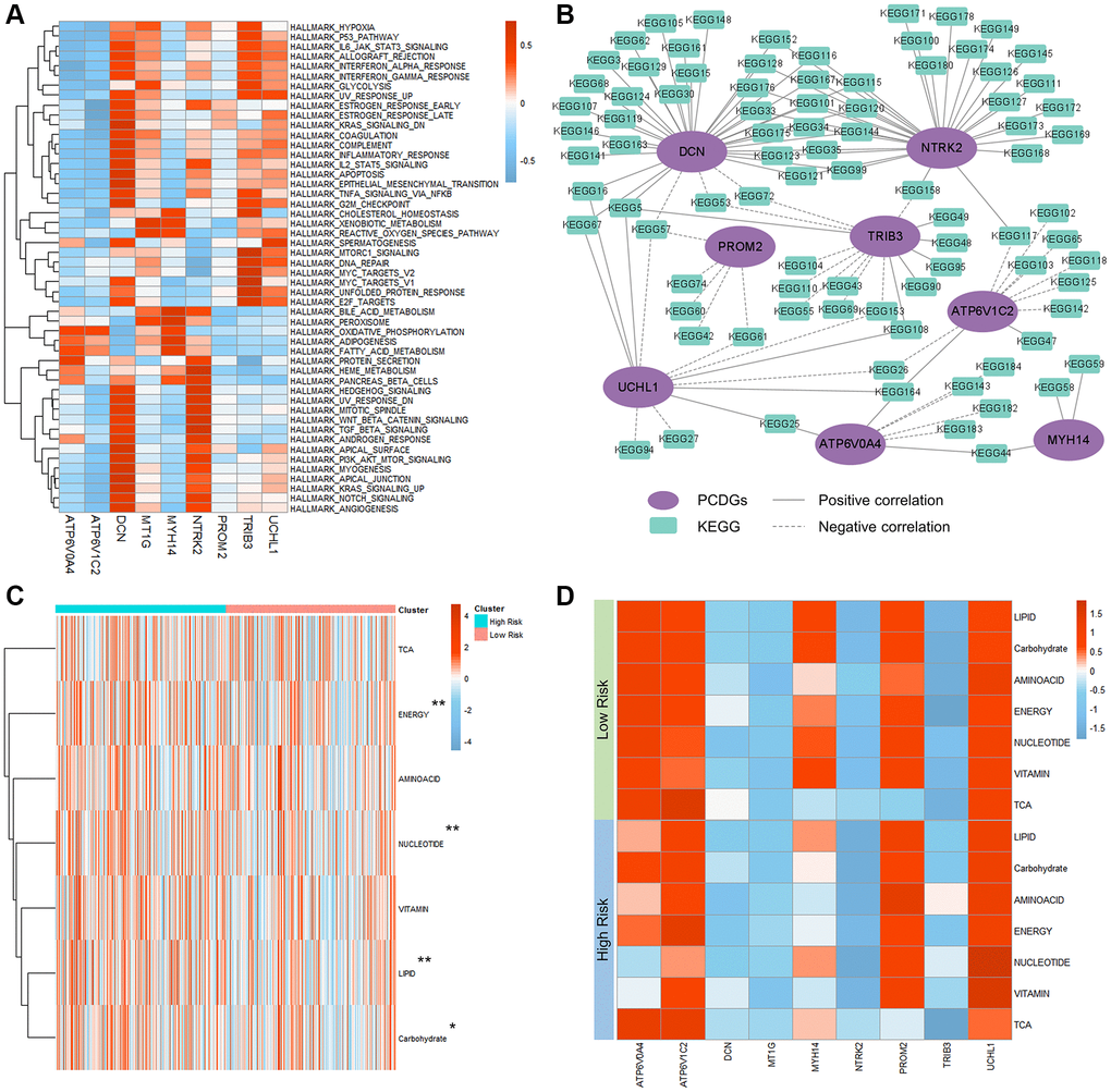 Mechanisms of PRPCDGs risk signature in KIRC. (A) Heatmap of correlations between PRPCDGs risk signature expression and their activity scores of cancer-associated hallmark pathways. (B) Network diagram of the correlations between PRPCDGs’ expression and its highly correlated KEGG pathways. (C) Heatmap of activities of 7 metabolic pathways in high- or low-PRPCDGs-risk group from TCGA-KIRC database. (D) Heatmap of correlations between the PRPCDGs risk signature and 7 metabolic pathways in two different risk groups from KIRC database.