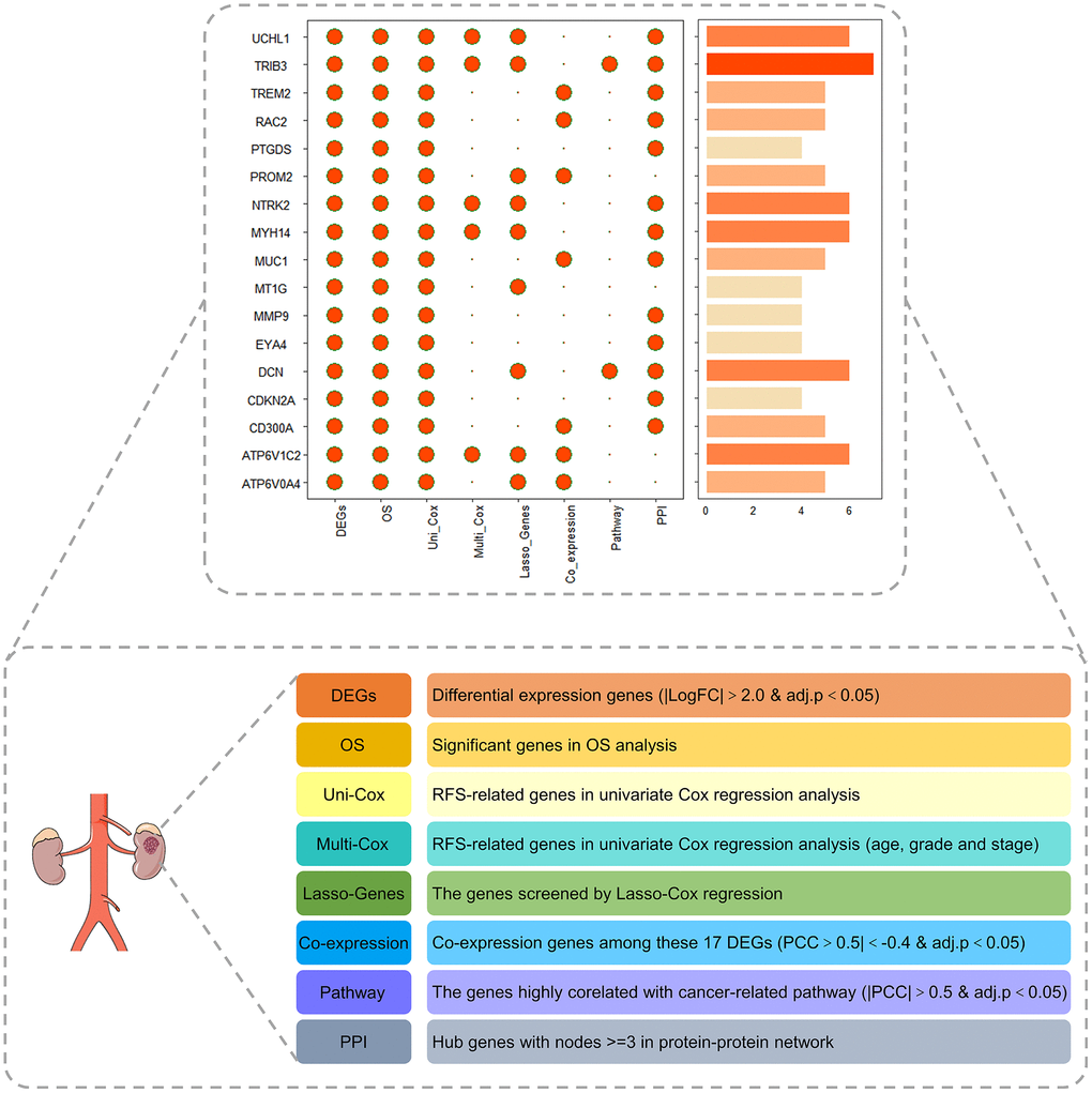 The landscape map of the PRPCDGs risk signature judged by eight indicators, including DEGs, OS, uni-Cox, multi-Cox, Lasso-genes, Coexpression, Pathway and PPI.