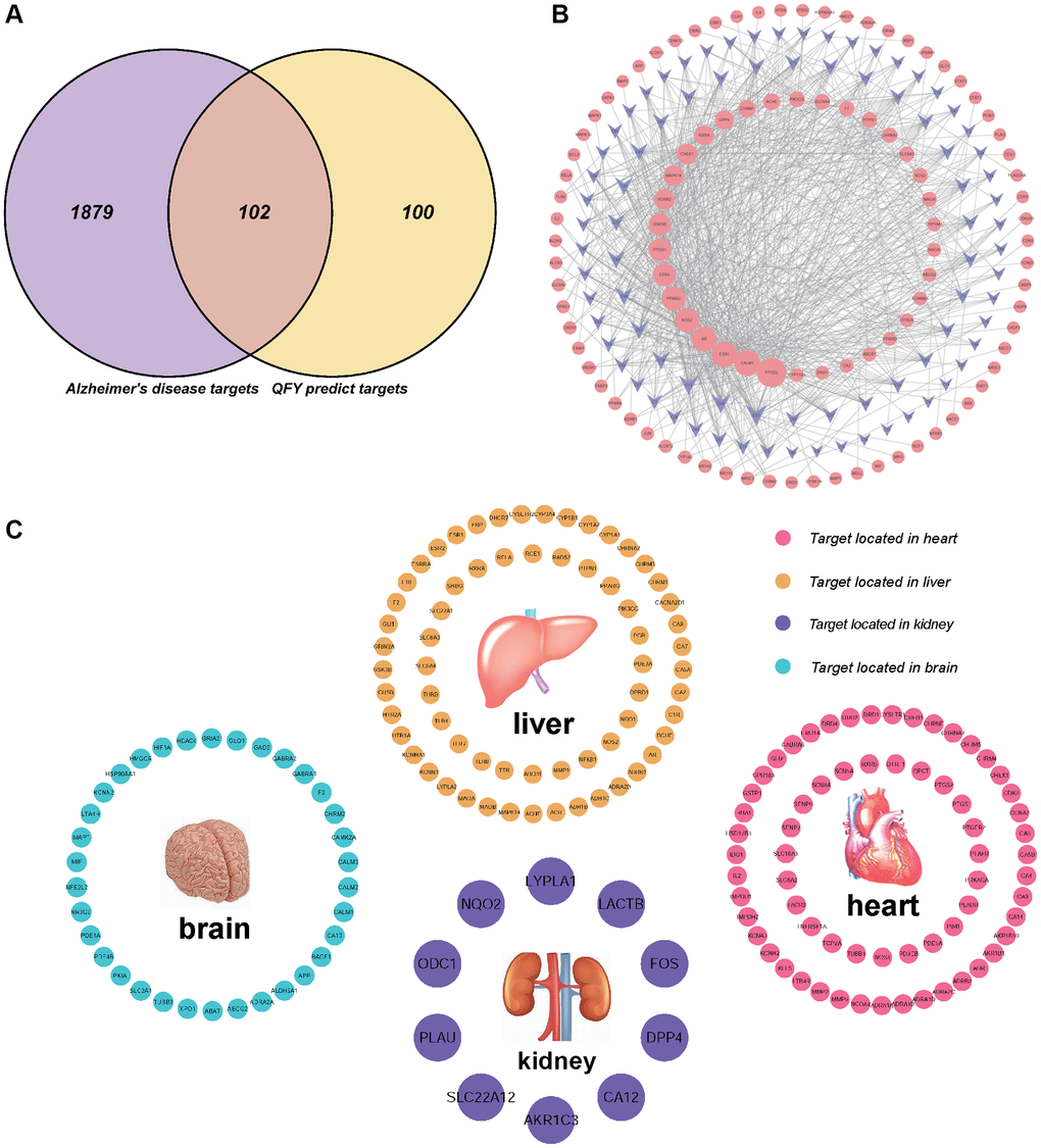 A visualization network construction and target-organ localization network for the treatment of Alzheimer’s disease (AD) with Qi Fu Yin (QFY) established by network pharmacology. (A) The targets related to AD among those predicted by QFY were selected. Purple represents Alzheimer’s disease targets, yellow represents QFY-predicted targets, and pink represents targets related to AD among those predicted by QFY. (B) Compound-Target-Disease (C-T-D) network: compound-target-AD network in which the purple nodes represent compounds, the pink nodes represent targets, and the lines between the nodes represent the interactions between compounds and targets. (C) Target-organ localization network. The screened target genes were used to establish a network with 84 human organs, including the heart (66 targets, red), liver (65 targets, yellow), kidney (10 targets, purple), and brain (34 targets, blue). The details refer to Supplementary Material 3: Supplementary Table 3.