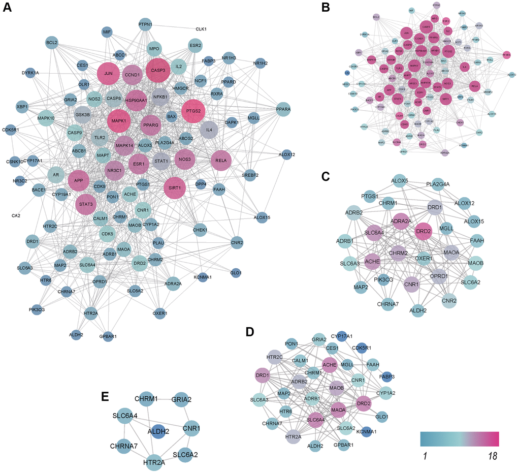 Protein-protein interaction (PPI) network analysis. The higher the degree of interaction is, the larger the nodes, and the color changes gradually from blue to red. (A) PPI network of 203 proteins and 1876 interaction relationships. (B) PPI network of Cluster 1. (C) PPI network of Cluster 2. (D) PPI network of Cluster 3. (E) PPI network of Cluster 4.