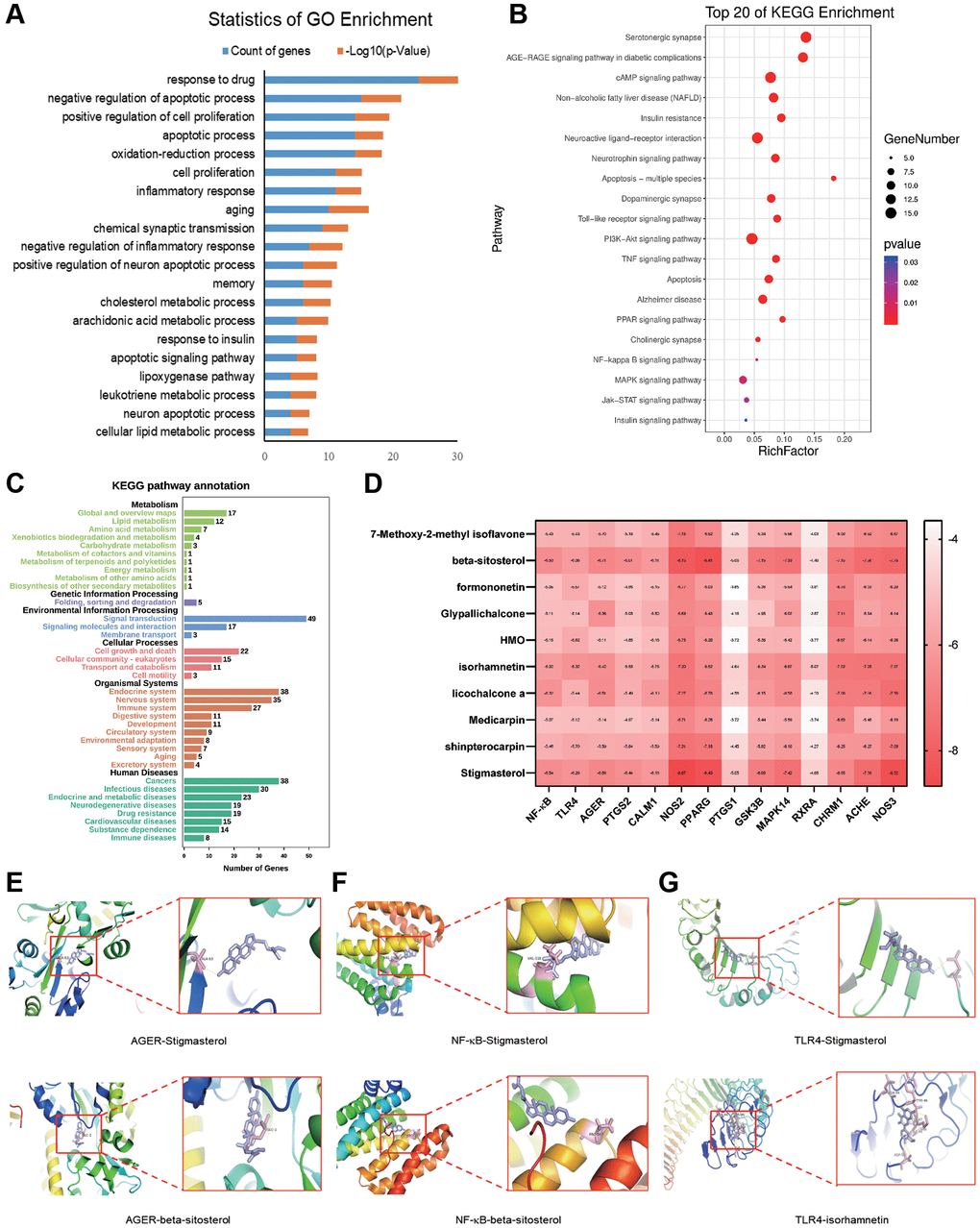 Gene Ontology (GO) and Kyoto Encyclopedia of Genes and Genomes (KEGG) pathway enrichment analysis and molecular docking of major components to targets. (A) Top 20 biological processes (BP) of GO terms sorted by P values P values related to each BP term are shown. The y-axis represents BP terms, and the x-axis shows counts of genes annotated to the BP terms. (B) Top 20 enriched pathways. The x-axis shows the number of genes in the given gene set that were annotated to specific pathways, while the y-axis represents the pathways. (C) KEGG second class enrichment analysis of 102 potential targets related to AD. The x-axis shows the numbers of genes enriched in certain pathways, while the y-axis represents pathway terms. (D) Binding energies of the ligands and receptors. The lower the binding energy is, the greater the stability of the ligand and receptor. (E) AGER-stigmasterol and AGER-β-sitosterol. (F) NF-κB-stigmasterol and NF-κB-β-sitosterol. (G) TLR4-stigmasterol and TLR4-β-isorhamnetin.