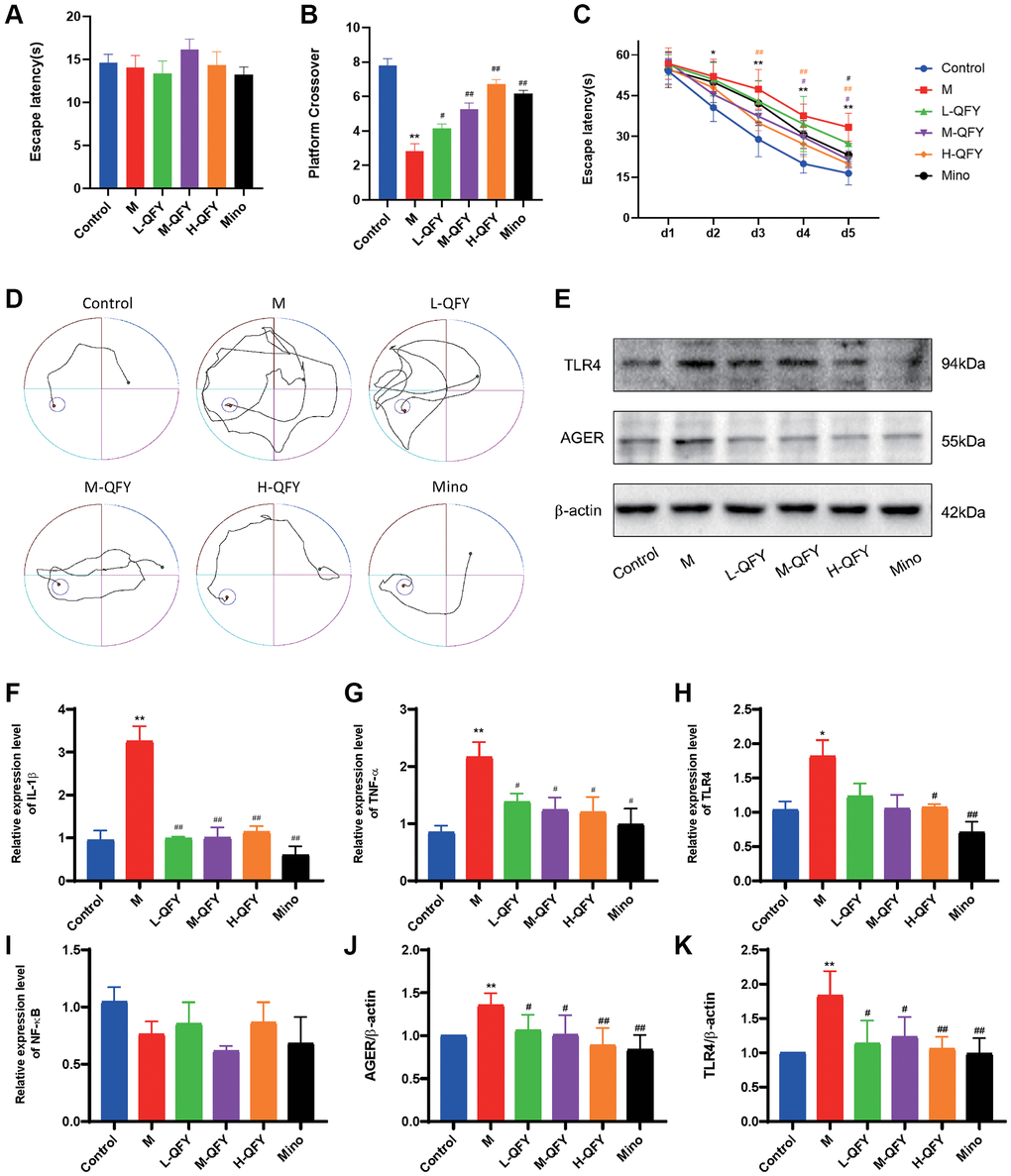 QFY ameliorates the inflammatory response and improves learning and memory ability in AD rats. (A) Escape latency during the visible platform phase of the Morris water maze test. (B) The number of crossings over the previously hidden platform area in the Morris water maze test. (C) Escape latency during the acquisition phase of the Morris water maze test. (D) The trajectories of the rats looking for hidden platforms on Day 5. N = 6 animals/group. The data are expressed as the means ± SDs. *p **p #P ##P E) Detection of TLR4 and AGER protein expression by Western blot. (F) The mRNA expression levels of IL-1β in different groups. (G) The mRNA expression levels of TNF-α in different groups. (H) The mRNA expression levels of TLR4 in different groups. (I) The mRNA expression levels of NF-κB in different groups. (J) Statistical results of the relative expression levels of TLR4 protein. (K) Statistical results of the relative expression levels of AGER protein. N = 3 animals/group. The data are expressed as the means ± SDs. *p **p #P ##P 