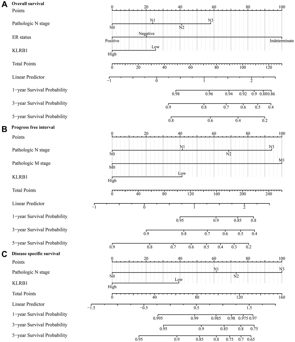 KLRB1-associated prognostic nomograms in BRCA patients. (A) OS; (B) PFI; (C) DSS. Abbreviations: BRCA: breast invasive carcinoma; OS: overall survival; PFI: progress free interval; DSS: disease specific survival.