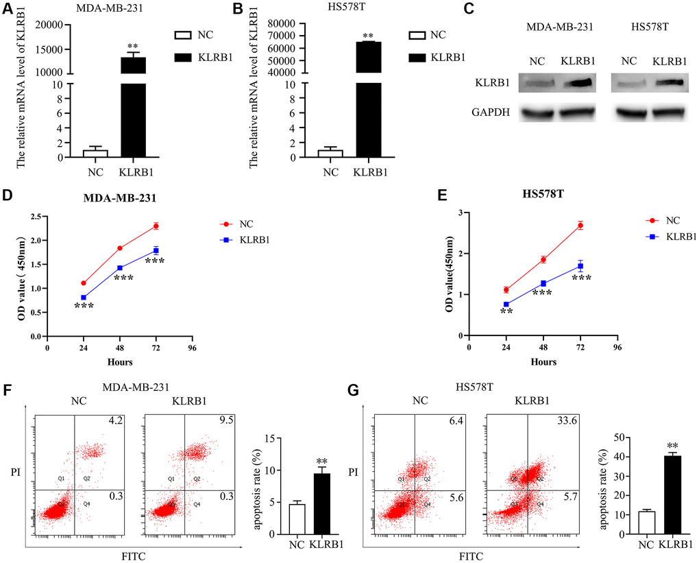 Overexpression of KLRB1 inhibited proliferation and promoted apoptosis of breast cancer cells. (A–C) Cell models on KLRB1 overexpression; (D) Cell viability of MDA-MB-231; (E) Cell viability of HS578T; (F, G) Apoptosis of MDA-MB-231 and HS578T cells.