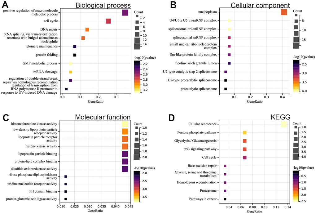 Functional enrichment analysis. (A) BP (B) CC (C) MF (D) KEGG analysis.