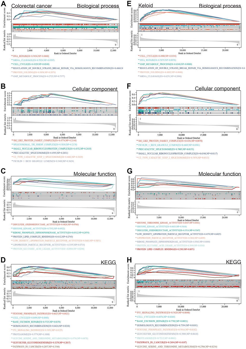 GSEA. (A–D) The differentially expressed genes in colorectal cancer are mainly concentrated in cell cycle, DNA repair, SM-like protein family complex, protein-lipid complex binding, P53 signaling pathway, glycolysis/gluconeogenesis, and cancer pathway. (E–H) The intersection of gene expression matrix enrichment items and differentially expressed gene GO KEGG enrichment items in keloid was similar to that in colorectal cancer.