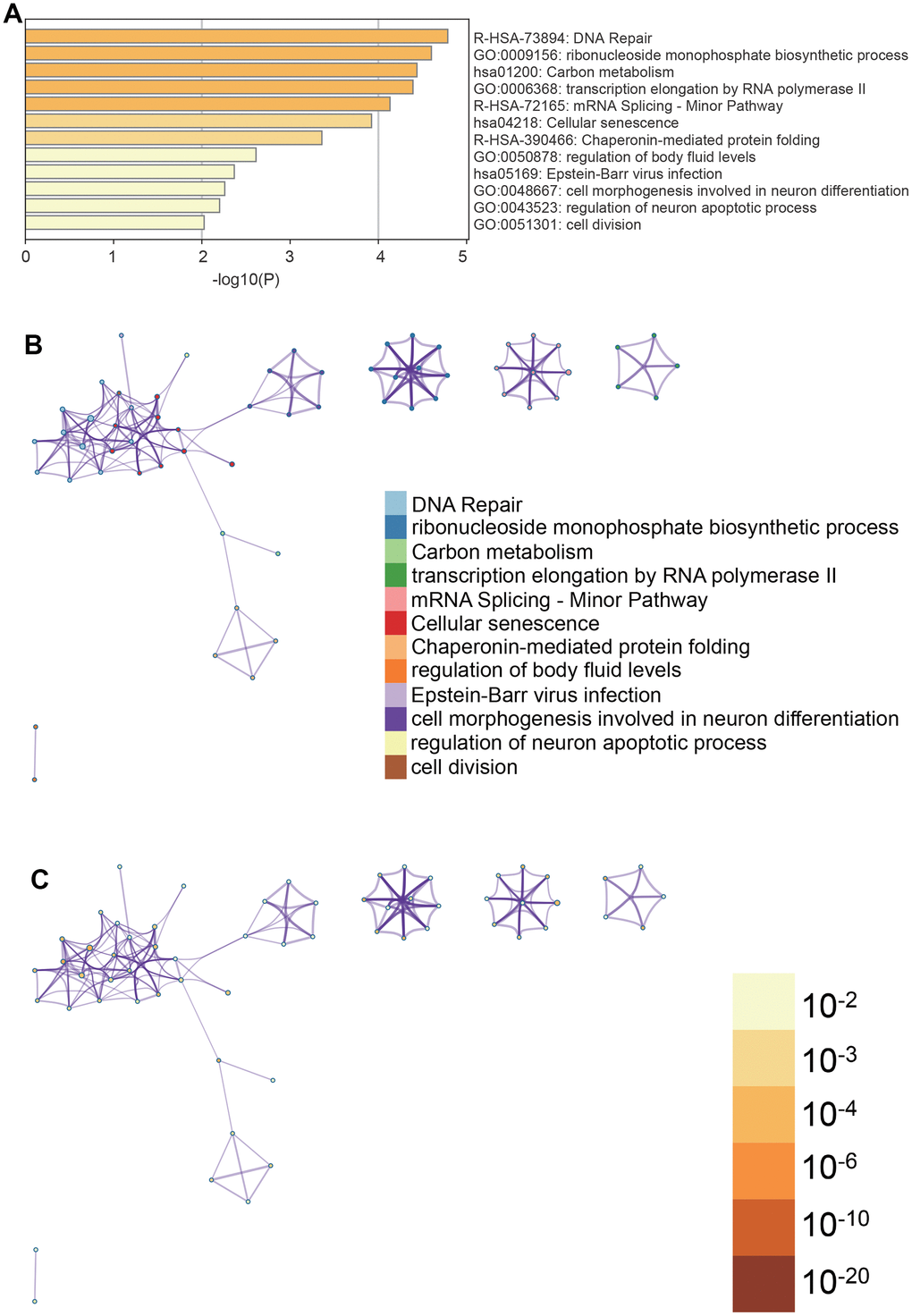 Metascape enrichment analysis. (A) Cell senescence, cell division and DNA repair can be seen in the GO enrichment project (B) enrichment networks colored by enrichment terms (C) enrichment networks colored by p values.