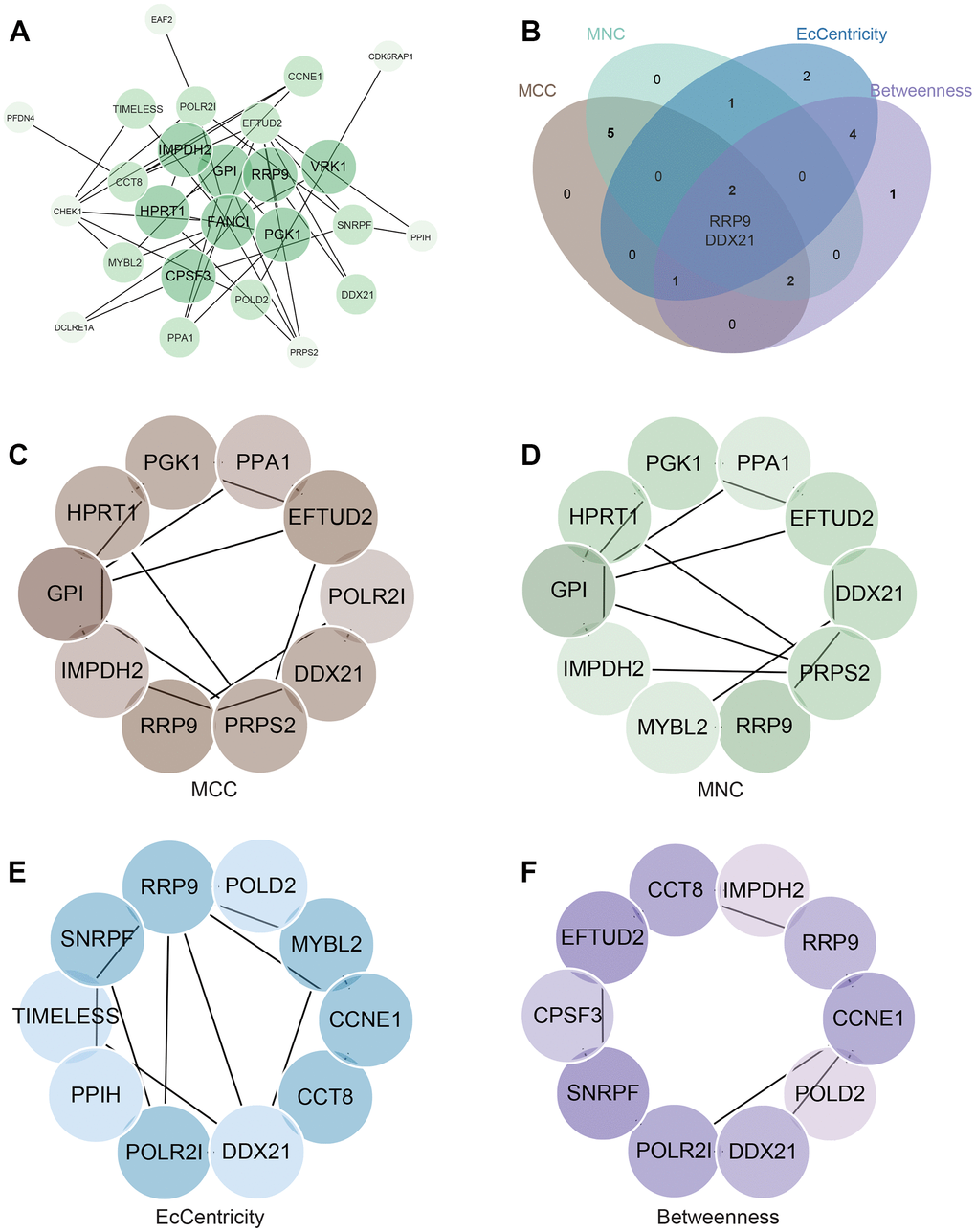 Construction and Analysis of protein-protein interaction (PPI) Network. (A) PPI network. (B) Four algorithms identify the central gene. (C–F) MCC, MNC, EcCentricity, Betweenness identify the central genes.