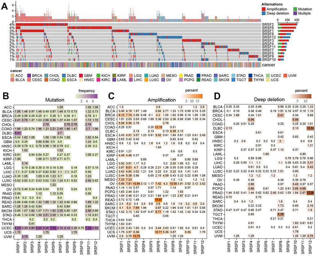 The genomic alterations of SRSFs in human cancer. (A) Genomic alterations [non-silent mutation and SCNA] landscape in the SRSFs in 33 cancer types. (B) Distribution of mutation frequencies across cancer types. (C, D) Distribution of SCNA (C: CNV amplification; D: CNV deep deletion) frequencies across cancer types. The darkness of color is proportional to the frequency.