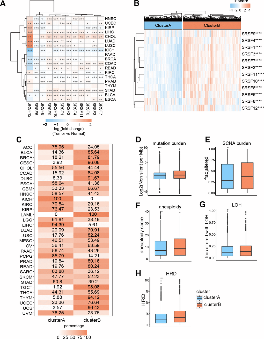 Expression pattern of SRSFs and their association with genome instability in human cancer. (A) Heatmap demonstrating differential expression of SRSFs between tumor and normal tissue. (B) Unsupervised consensus clustering based on SRSFs mRNA expression identifies two distinct patient clusters. (C) Sample distribution across 33 cancer types in the two patient clusters. The values represent the proportion of the two clusters in the different cancer types. (D–H) Differences in five scores (D, mutation burden; E, SCNA burden; F, aneuploidy scores; G, LOH; H, HRD) representing genome instability between the two clusters. The differences between the two clusters were tested by Wilcox’s rank sum test. The asterisks represented the statistical P-value (*P 