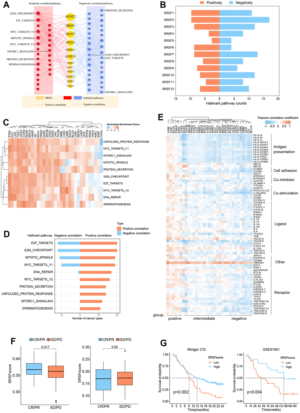 SRSFs associated oncogenic pathways and immune links. (A) SRSFs and hallmark pathways interaction network. Red and blue marks represent positive and negative correlation respectively. Node sizes correspond to the link numbers. (B) The count of hallmark pathways is related to individual SRSFs. (C) Heatmap demonstrating normalized enrichment score of significant pathways. We reported pathways that showed consistent significant correlations (q-value D) Barplots presenting number of cancer types which are negative and positive correlations between SRSFs and significant pathways. (E) Heatmap demonstrating Pearson correlation coefficient between SRSFscore and immunomodulator mRNA expression in each cancer type. Unsupervised clustering identified three subgroups with different correlations, including positive-, intermediate-, and negative-groups. (F) Differences in SRSFscore between the responder (CR/PR) and non-responder (SD/PD) groups. Left, in metastatic urothelial carcinoma; Right, in advanced melanoma. The differences between the two groups were tested by Wilcox’s rank sum test. (G) Kaplan-Meier survival curves showing the differences in overall survival between high and low SRSFscore patients. Left, in metastatic urothelial carcinoma; Right, in advanced melanoma. Statistical significance was assessed by log-rank test.