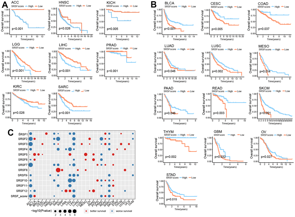 SRSFscore displayed the potential to predict survival in 21 cancer types. (A) Kaplan-Meier survival curves showing high SRSFscore is associated with worse survival in eight cancer types. (B) Kaplan-Meier survival curves showing high SRSFscore is related to better survival in thirteen cancer types. Differences in survival between two groups were tested using the log-rank test. (C) Bubble diagram showing the Cox regression correlation of SRSFs and survival. The diagram only displayed significant dots with P-value 