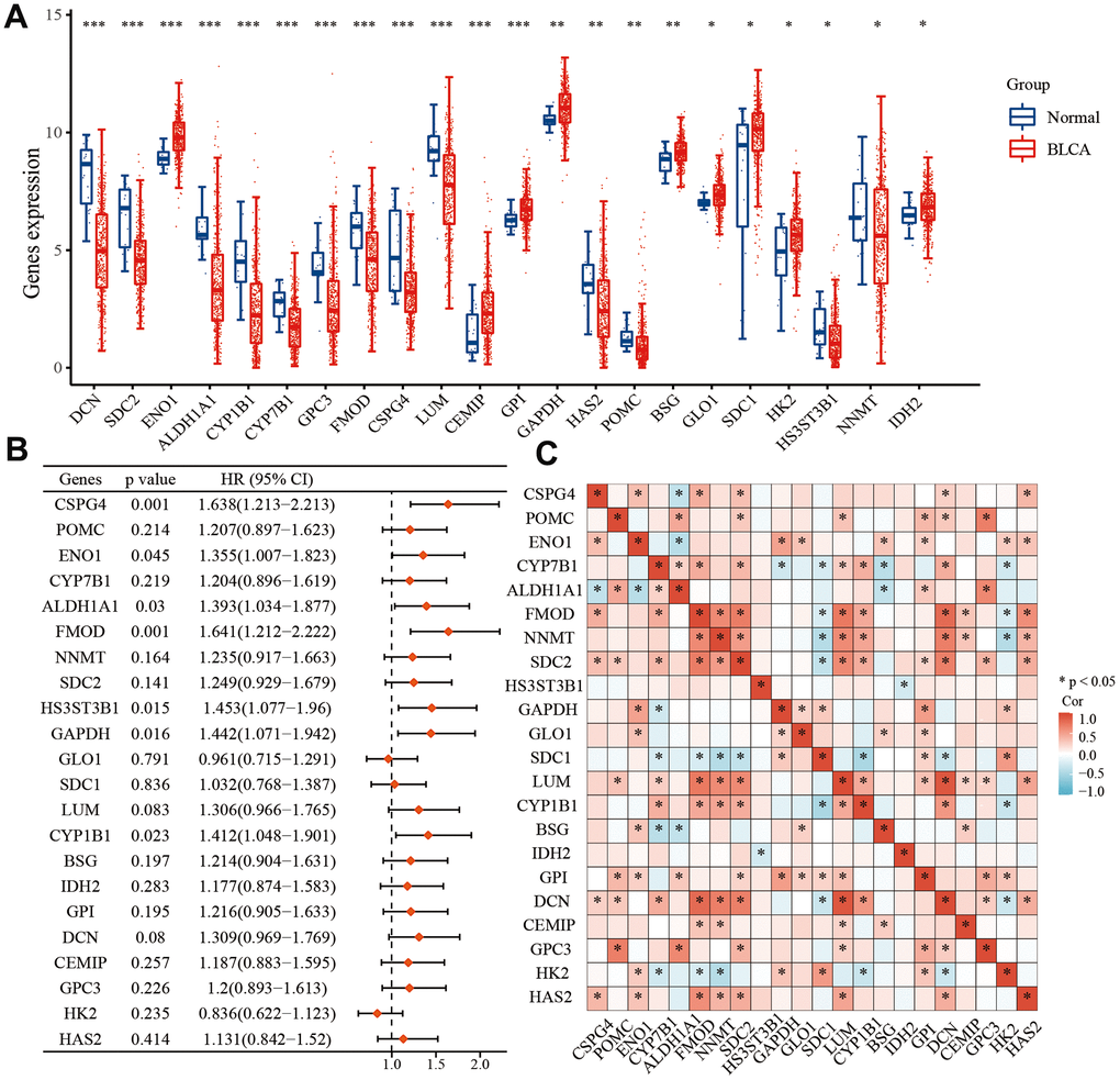 Differential expression of 22 key EMT- and energy metabolism-related genes in BLCA. (A) Expression of 22 EMT- and energy metabolism-related genes in BLCA tissue and normal bladder tissue. (B) OS forest map of 22 key EMT- and energy metabolism-related genes. (C) Correlation among the 22 key EMT- and energy metabolism-related genes.