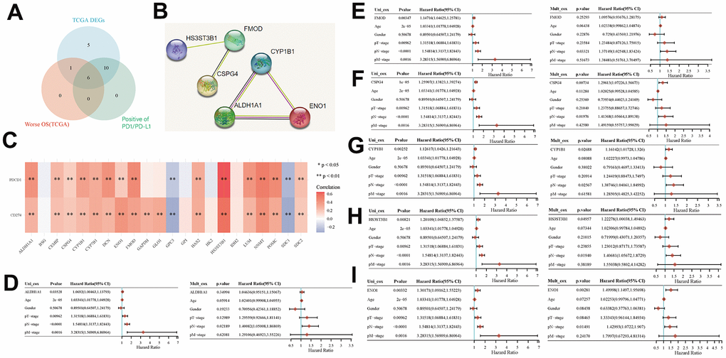 Key prognostic biomarkers associated with immune infiltration of EMT- and energy metabolism-related genes in BLCA. (A) Screening for genes associated with EMT and energy metabolism in BLCA that were positively correlated with PD1/PD-L1 expression by Venn mapping. (B) Interaction relationship of six genes was analyzed using the STRING database. (C) Correlation between the expression of EMT- and energy metabolism-related genes and PD1/PD-L1 expression. (D–I) Correlation between the expression of six genes and prognosis was analyzed via univariate and multivariate Cox analyses.