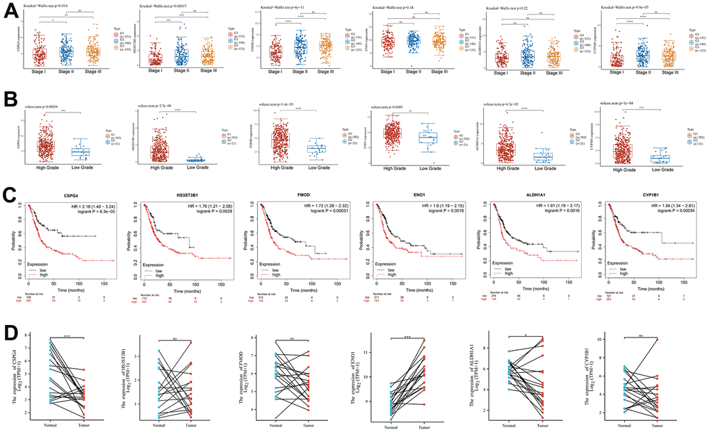 Clinical significance of EMT- and energy metabolism-related key prognostic genes in BLCA. (A) Expression of six key EMT- and energy metabolism-related genes in BLCA at different pathological stages. (B) Six key genes associated with EMT and energy metabolism were differentially expressed across the distinct BLCA grades. (C) Prognostic significance of the six key genes in BLCA was analyzed via Kaplan–Meier analysis. (D) Paired-sample analysis of the expression of the six key genes in BLCA tissues and corresponding paired normal tissues.