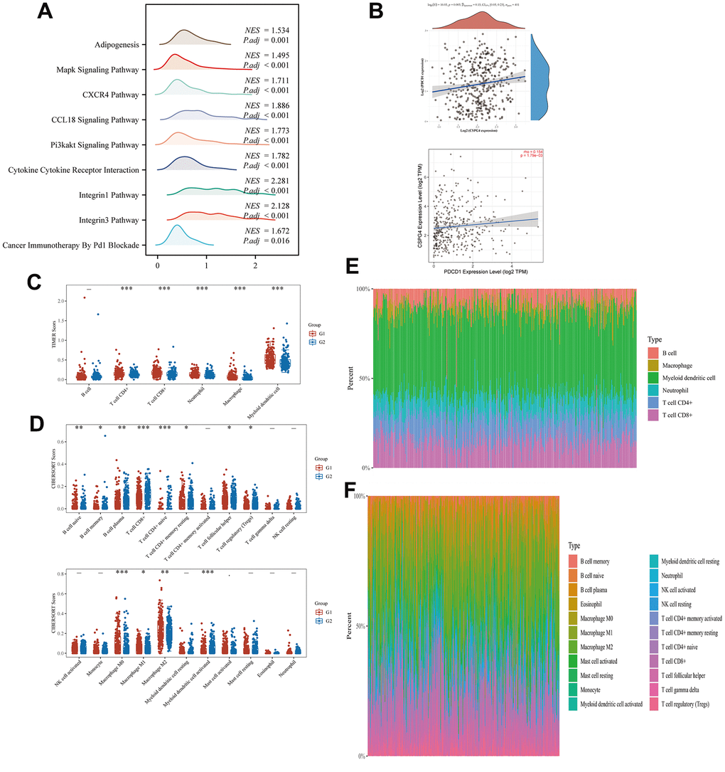 Correlation between CSPG4 and the BLCA immune microenvironment. (A) Ridge plot showing the association between CSPG4 and the BLCA immune microenvironment. (B) Correlation of CSPG4 with PD1 expression. (C, D) Differential expression of immune cells between high and low CSPG4 expression groups. (E, F) Heatmap of the percentage of immune infiltrating cells in the high and low CSPG4 expression groups.