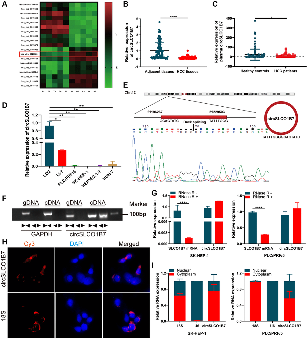 The expression, structure and characteristics of circSLCO1B7 in HCC. (A) The heatmap was used to screen circSLCO1B7 with low expression in HCC. (B) qRT–PCR analysis of the expression of circSLCO1B7 in HCC tissues. (C) qRT–PCR was used to detect the expression of circSLCO1B7 in the plasma of HCC patients. (D) The expression of circSLCO1B7 in HCC cells (SK-HEP-1, Li-7, PLC/PRF/5, Hep3B2.1-7 and HuH-7) compared to LO2 cells was detected by qRT–PCR. (E) Sequencing of qRT–PCR amplification products confirmed the circular site of circSLCO1B7. (F) Agarose gel electrophoresis showing the expression of circSLCO1B7 and GAPDH were amplified by divergent primers and convergent primers using cDNA and gDNA in SK-HEP-1 and PLC/PRF/5 cells. (G) The levels of circSLCO1B7 and SLCO1B7 in SK-HEP-1 and PLC/PRF/5 cells treated with RNase R were analysed by qRT–PCR. (H) FISH assay verified the location of circSLCO1B7 in PLC/PRF/5 cells. (I) qRT–PCR showed circSLCO1B7 was located in nuclear or cytoplasm. All data are presented as the means ± SD. *P **P ****P 