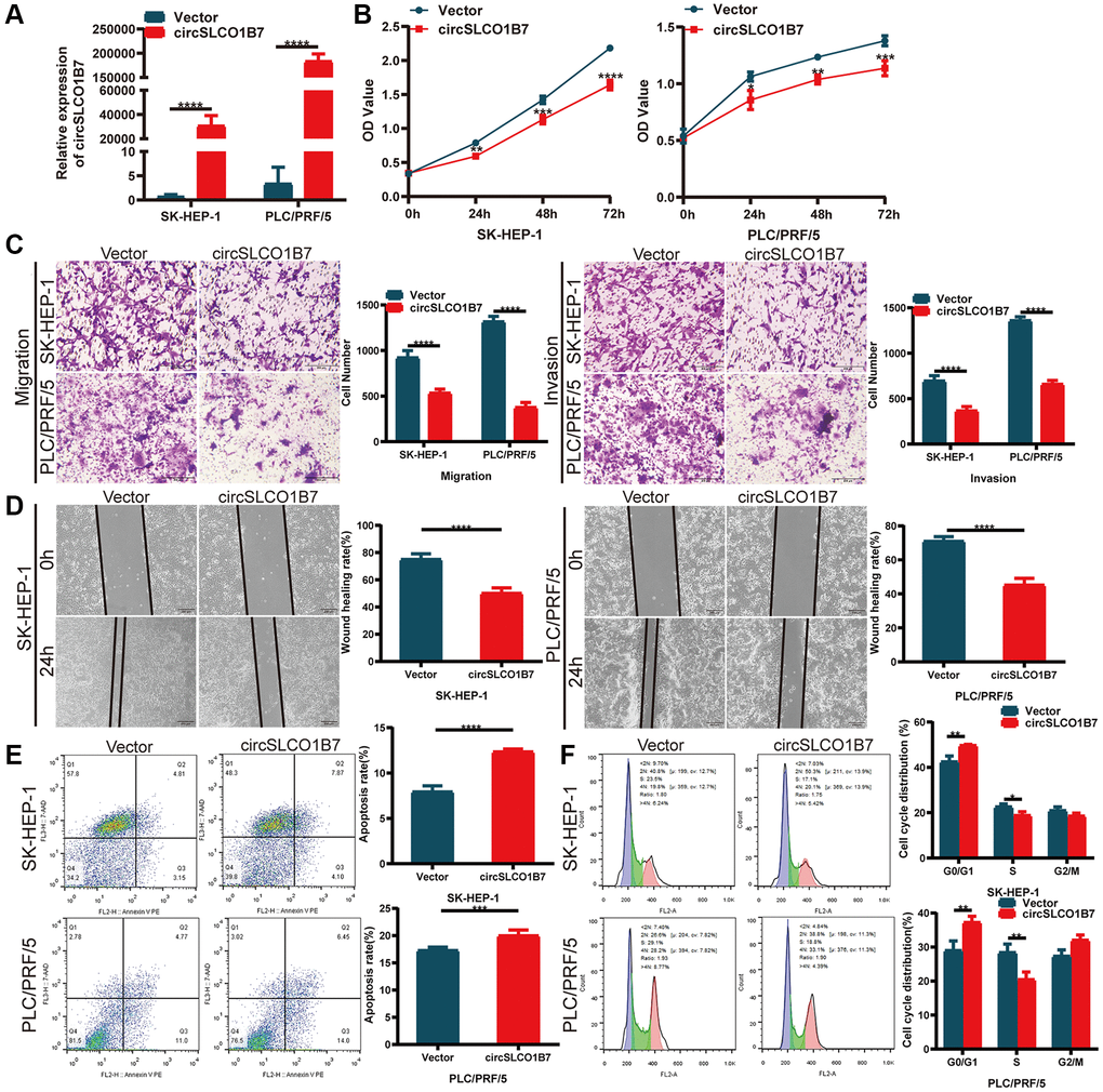 Overexpression of circSLCO1B7 inhibited the progression of HCC cells. (A) qRT–PCR analysis of the expression of circSLCO1B7 in HCC cells. (B) The CCK-8 assay was used to detect the proliferation ability of transfected SK-HEP-1 and PLC/PRF/5 cells. (C) The migration and invasion abilities of transfected SK-HEP-1 and PLC/PRF/5 cells were measured by Transwell assay. (D) A wound healing assay was performed to detect the migration levels of transfected SK-HEP-1 and PLC/PRF/5 cells. (E, F) After overexpression in SK-HEP-1 and PLC/PRF/5 cells, the apoptosis rate (E) and distribution of the cell cycle (F) were analysed by flow cytometry and compared to the vector group. All data are presented as the means ± SD. *P **P ***P ****P 
