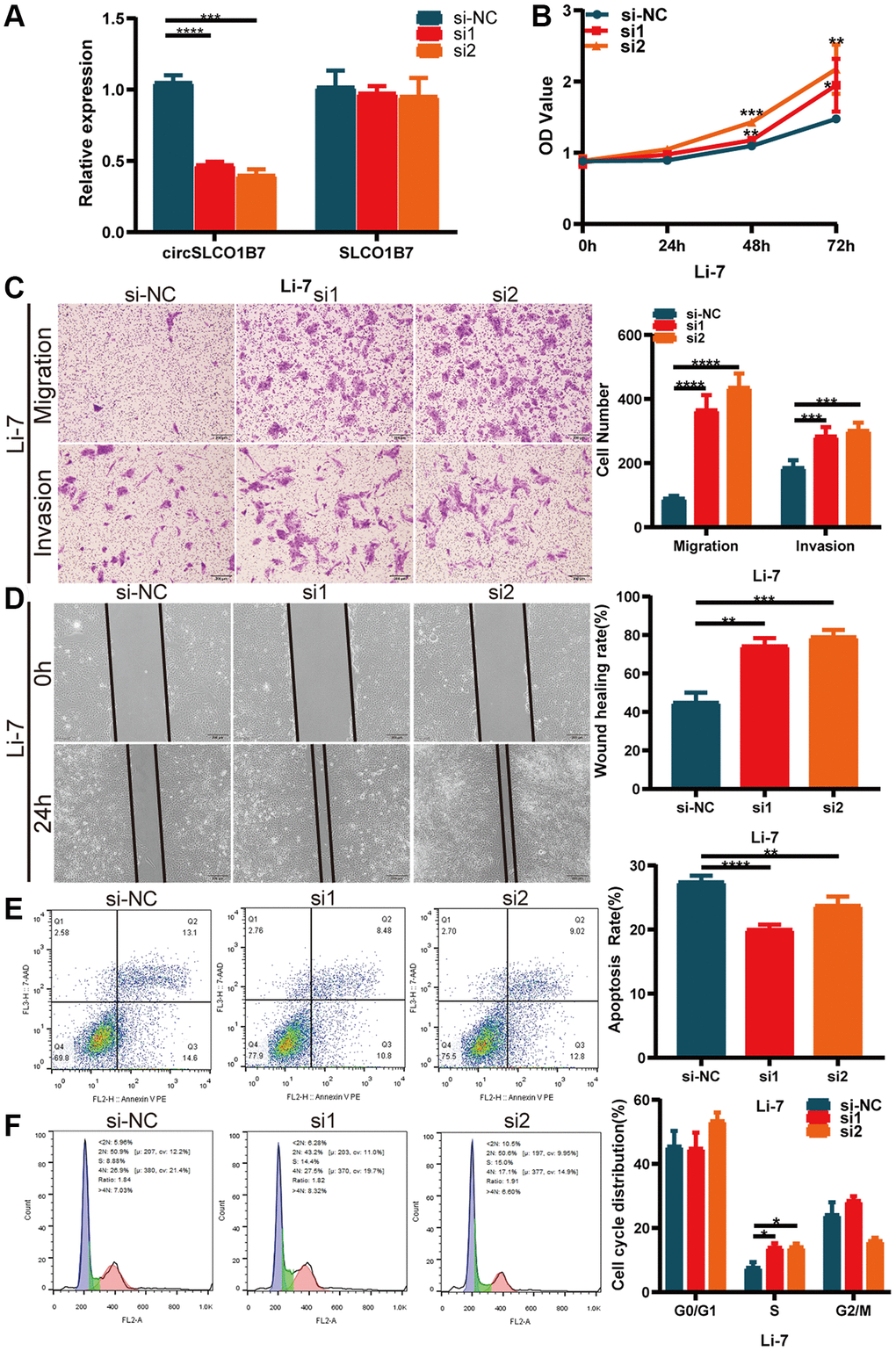 Knockdown of circSLCO1B7 promoted the progression of HCC cells. (A) qRT–PCR measured the knockdown efficiency of circSLCO1B7 in Li-7 cells transfected with si-NC, si1 and si2. (B) The CCK-8 assay was used to detect the proliferation ability of transfected Li-7 cells. (C) The migration and invasion ability of transfected Li-7 cells were measured by Transwell assay. (D) A wound healing assay was performed to detect the migration levels of transfected Li-7 cells. (E, F) The apoptosis rate (E) and distribution of the cell cycle (F) in transfected Li-7 cells were analysed by flow cytometry. All data are presented as the means ± SD. *P **P ***P ****P 