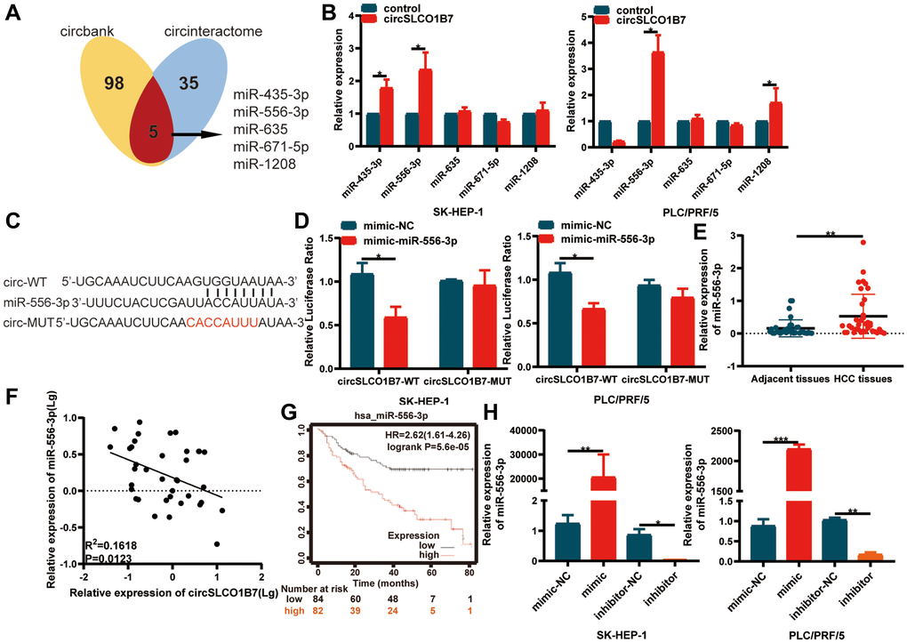 circSLCO1B7 functions as miR-556-3p sponge. (A) Bioinformatics analysis predicted the miRNAs that circSLCO1B7 might competitively bind to miRNAs. (B) RIP experiments were performed to identify the miRNAs to which circSLCO1B7 might competitively bind. (C, D) The luciferase activity of circ