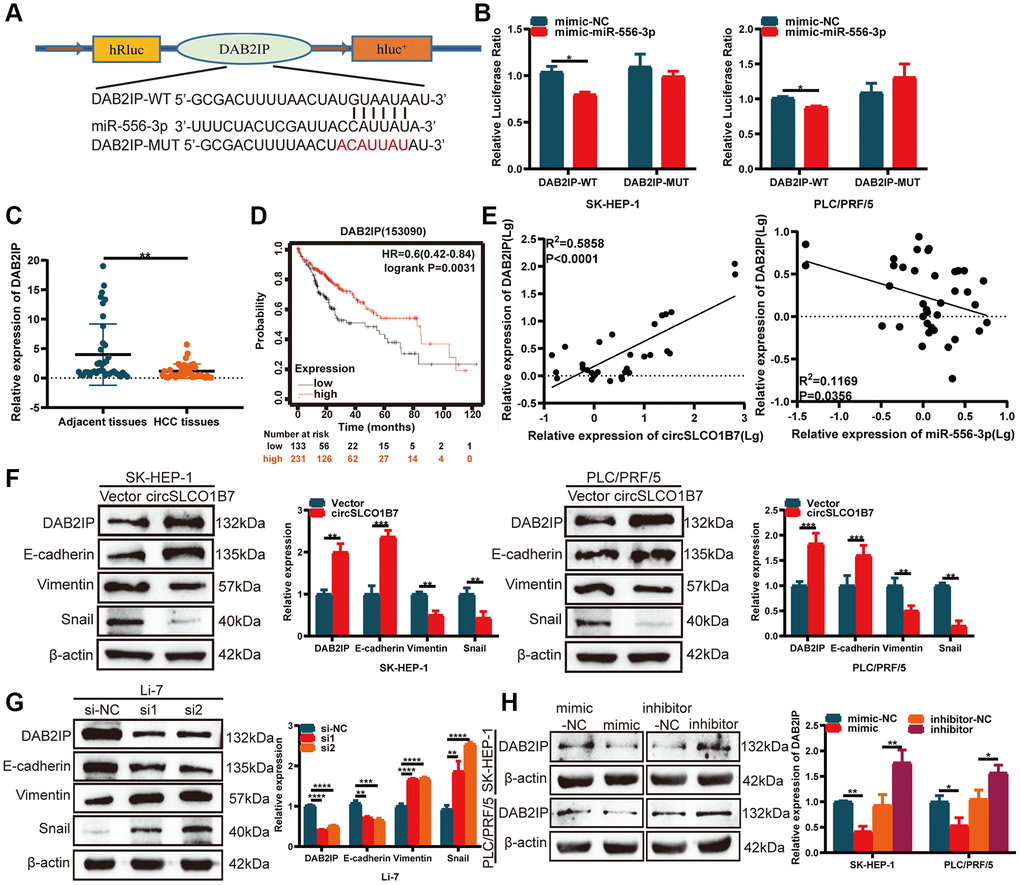 circSLCO1B7 sponges miR-556-3p by targeting DAB2IP. (A) The binding sites between DAB2IP and miR-556-3p. (B) The luciferase activity of SK-HEP-1 and PLC/PRF/5 cells transfected with the WT or MUT sequence of DAB2IP and miR-556-3p mimic-NC or the mimic is shown. (C) qRT–PCR was used to detect the expression of DAB2IP in HCC tissues. (D) The survival analysis of DAB2IP was downloaded from Kaplan–Meier plotter (n = 364). (E) The expression of DAB2IP was positively related to circSLCO1B7 in HCC tissues and negatively related to miR-556-3p. (F, G) Western blot analysis of the protein levels of DAB2IP, E-cadherin, Vimentin and Snail in SK-HEP-1 and PLC/PRF/5 cells when circSLCO1B7 was overexpressed or knockdown. (H) Western blot analysis of the protein levels of DAB2IP in SK-HEP-1 and PLC/PRF/5 cells when miR-556-3p was overexpressed or knockdown. All data are presented as the means ± SD. *P **P ***P ****P 