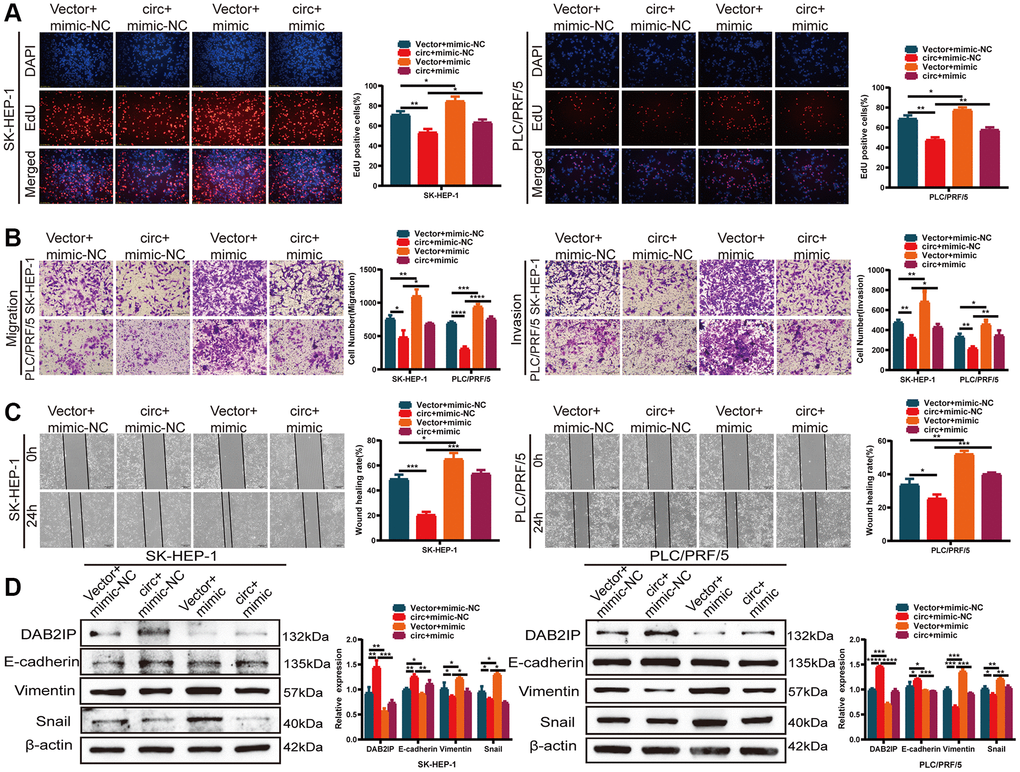 circSLCO1B7 sponges miR-556-3p by targeting DAB2IP. (A–C) The EdU assay (A), Transwell assay (B) and wounding healing assay (C) was used to detect the ability of proliferation, invasion and migration of HCC cells transfected with vector+mimic-NC, circ+mimic-NC, vector+mimic and circ+mimic. (D) Western blot analysis of the protein levels of DAB2IP, E-cadherin, Vimentin and Snail in SK-HEP-1 and PLC/PRF/5 cells transfected with vector+mimic-NC, circ+mimic-NC, vector+mimic and circ+mimic. All data are presented as the means ± SD. *P **P ***P ****P 