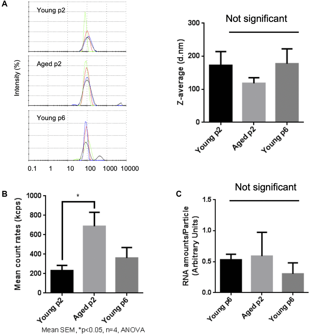 Impact of aging on size and abundance of keratinocytes EVs. EVs were isolated from young p2, old p2 or young p6 keratinocytes culture supernatants. (A) Hydrodynamic size distribution profiles of EVs were evaluated by DLS (left panel) using intensity quantification. The four colors curves correspond to four series of 10 measurements (technical replicates). All experiments were repeated independently at least three times (biological replicates) and a representative result is shown. Z-average of EVs were not significantly different between three groups (right panel). (B) Mean count rates of EV samples, with the same attenuator used, were recorded to estimate the abundance of EVs in each fraction. Four independent experiments were performed and the average values ± standard errors are shown in the graph (*p n = 4). (C) Total RNA was isolated from the purified EV fractions and the amounts of RNA were measured as described in Materials and Methods. The amounts of RNA were then divided by the abundance of EVs obtained in (B). Significant difference was not observed between three groups.