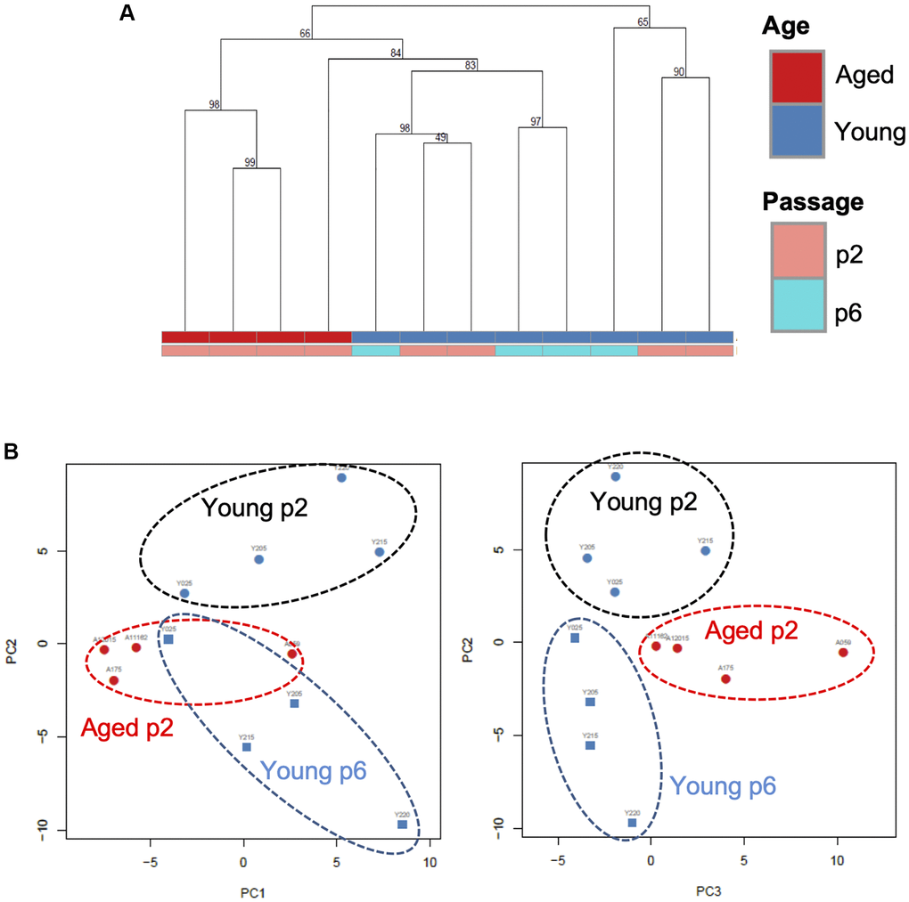 A specific microRNA signature can distinguish EVs from young, aged and senescent keratinocytes. (A) Hierarchical clustering of the EVs samples based on their microRNA signature Keratinocytes supernatants from young or aged skin were used to purify EVs, cultured at early (p2) or late passage (p6). (B) Principal component analysis of the EVs samples based on their microRNA signature, on the left PC1 (19% of the variance) vs. PC2 (15% of the variance), on the right PC2 vs. PC3 (11% of the variance).