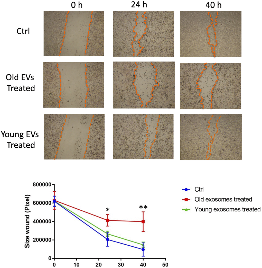 Aged EVs impact migration of young keratinocytes in 2D culture. Confluent young keratinocytes cultures were scratch wounded and exposed to young or old keratinocytes EVs for 40 h. The remaining wound area were quantified at 24 h and 40 h by ImageJ from triplicate experiments (*p-value **p-value t-test).