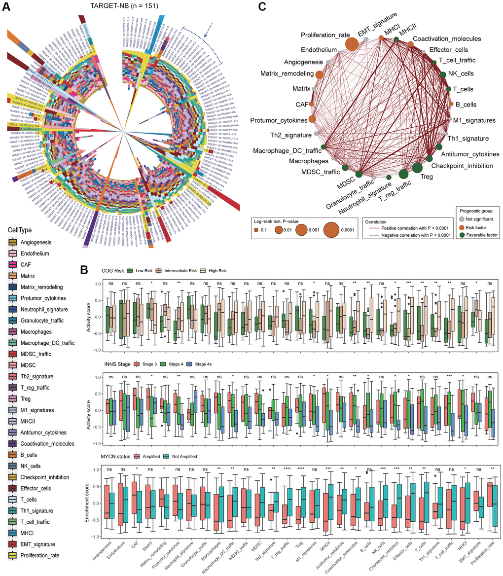 Analysis of Fges activity scores reveals the heterogeneity of the neuroblastoma microenvironment and its significant impact on prognosis. (A) Circular stacked bar plot shows the distribution of activity scores of 29 Fges in TARGET-NB patients. Different colors represent different gene sets (Supplementary Tables 2 and 3). (B) Box plot shows the distribution of activity scores of Fges in TARGET-NB patients in different groups, with p-values obtained by Wilcoxon rank-sum test. Abbreviation: ns: not significant; *p **p ***p ****p MYCN amplified or not. (C) Network plot displays the interaction of Fges within the microenvironment of NB and their influence on the prognosis of patients. Positive Pearson correlations between sets of genes are represented by red lines, while significant negative associations are denoted by blue lines. The significance of each gene set in predicting the prognosis of NB patients is depicted by the size of the corresponding circle. Gene sets that have a protective effect are shown in green, while those that pose a risk are represented in red; otherwise, they are shown in gray.