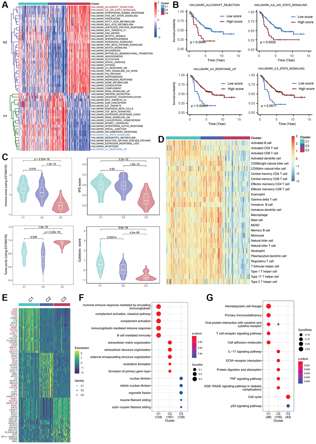 Biological heterogeneity across Fges-derived subtypes. (A) Heatmap displays the activity scores of cancer hallmark pathways for Cluster 1, Cluster 2, and Cluster 3 subtypes. These pathways were collected from MSigDB database, and can be classified into two categories, H1 and H2. (B) KM curves demonstrate the significant impact of high activity in the four cancer hallmark pathways on the prognosis of NB patients. The p-values were obtained through log-rank tests. (C) Violin plots show the distribution of different biological features in the three Fges-derived subtypes, including immune score, IPS, tumor purity, and cytotoxic score. P-values were obtained by a t-test. (D) Heatmap of activity scores of 28 immune cell gene sets provided by a previous study [44], among the Fges-derived subtypes. (E) Heatmap shows the expression of the top 20 highly expressed genes among three Fges-derived subtypes. (F) Bubble plot shows the biological processes significantly involved in the three Fges-derived subtypes of NB. (G) Bubble plot shows the pathways significantly involved in the three Fges-derived subtypes of NB.