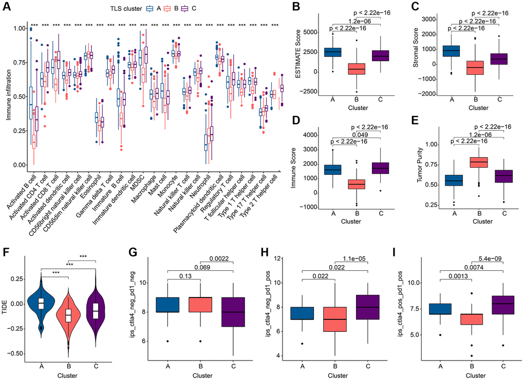 Immune landscape analysis results of TLS subgroups in GC. (A) Results of 23 immune cell abundance analyses by ssGSEA. (B–E) ESTIMATE algorithm results. (F) TIDE score results. (G–I). Results of immunotherapy analysis. *p **p ***p 