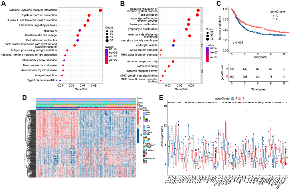 Results of subgroup identification based on co-differentially expressed genes. (A) KEGG results of co-DEGs. (B) GO results of co-DEGs. (C) KM curves of gene clusters. (D) Expression heat map in gene clusters of co-DEGs. (E) Expression differences of TLS-RGs in gene clusters. *p **p ***p 