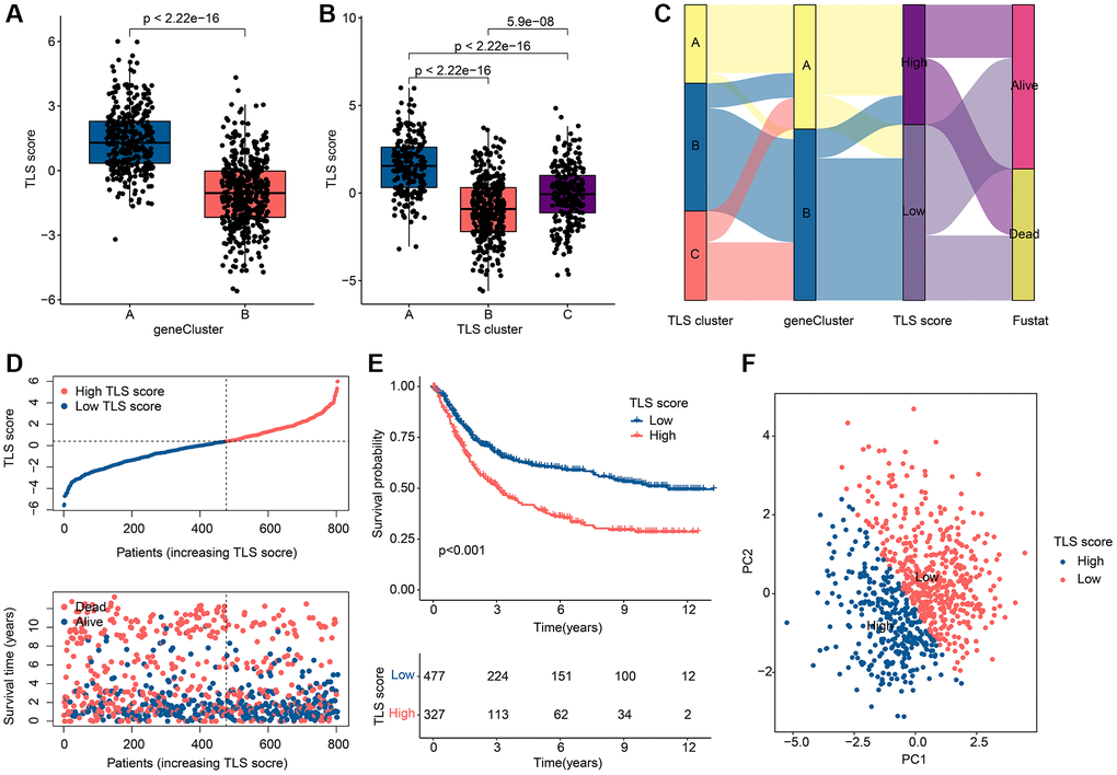 Assessment and classification results of TLS scores. (A) Differences in TLS scores among gene clusters. (B) Differences in TLS scores among TLS clusters. (C) Distribution of TLS scores among gene clusters, TLS clusters and TLS score subgroups. (D) Scatter plot of GC patients with different TLS scores. (E) KM curve results of GC patients with different TLS scores. (F) PCA results of GC patients with different TLS scores. *p **p ***p 