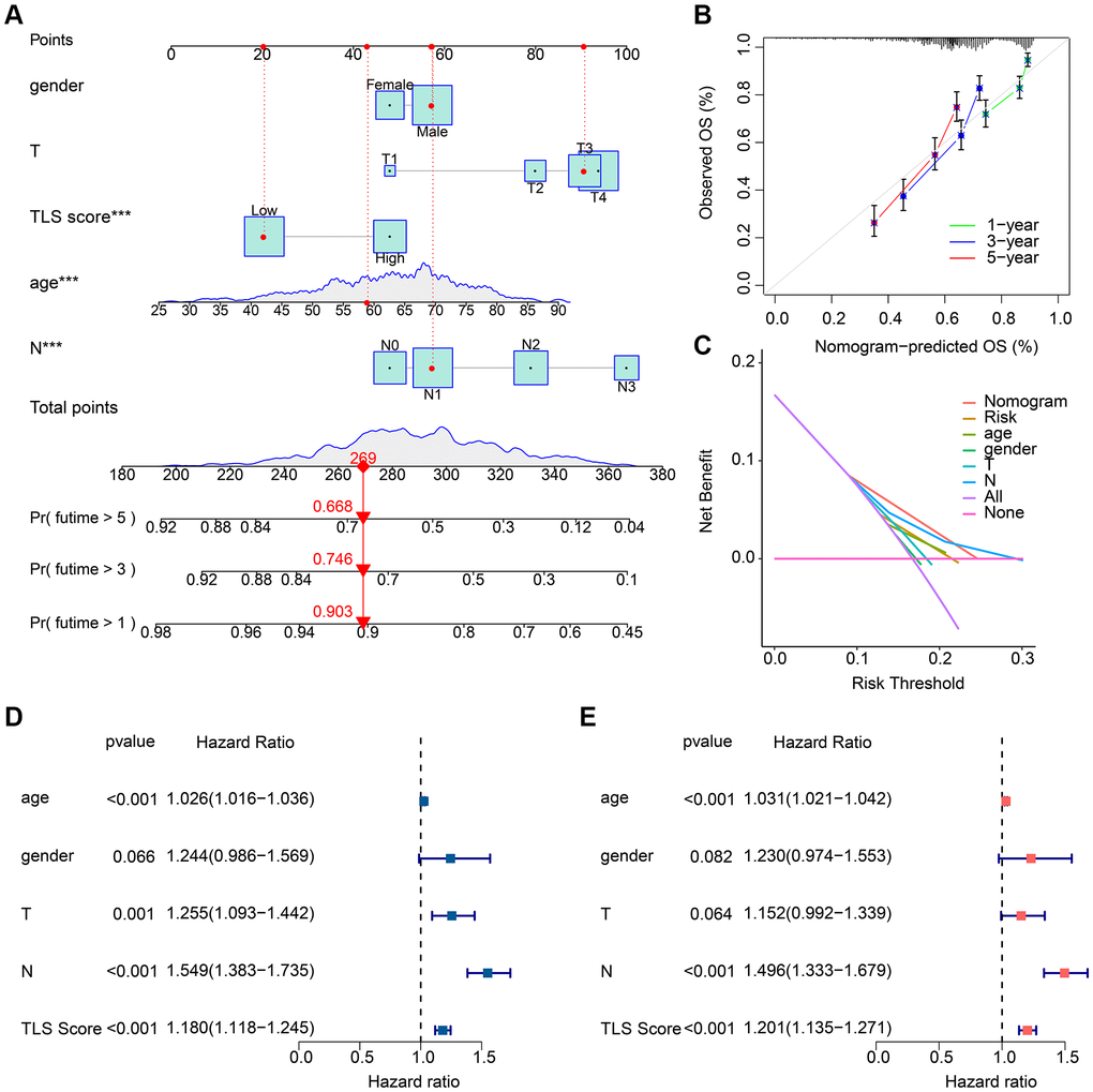Results of nomogram based on clinical characteristics and TLS scores. (A) Prognostic nomogram based on clinical characteristics and TLS scores. (B) C-index results of the prognostic nomogram. Result is close to 45° indicating that the nomogram prediction is accurate. (C) Decision curve results of the prognostic nomogram. (D) Results of univariate Cox regression analysis of clinical characteristics and TLS scores. (E) Results of multifactorial Cox regression analysis of clinical characteristics and TLS scores. *p **p ***p 
