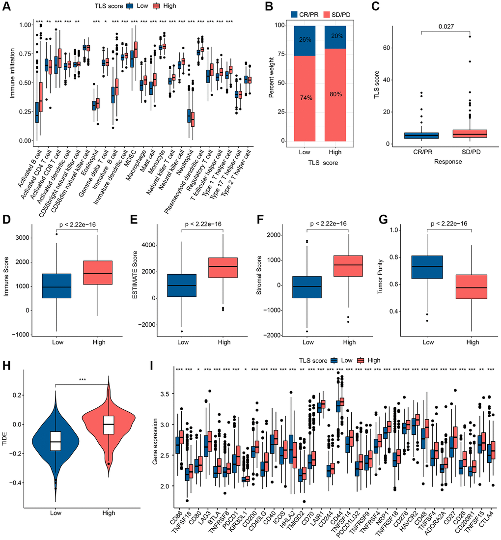 Results of immune landscape and immunotherapy in different TLS score groups. (A) Abundance results of 23 immune cells by ssGSEA in different TLS score groups. (B) Results of anti-PD-L1 immunotherapy responses in different TLS score groups; Abbreviations: CR: complete remission; PR: partial remission; SD: stable disease; PD: progressive disease. (C) Distribution of TLS scores in different immunotherapy responses. (D–G) ESTIMATE results in different TLS score groups. (H) TIDE results in different TLS score groups. (I) Results of ICP in different TLS score groups. *p **p ***p 